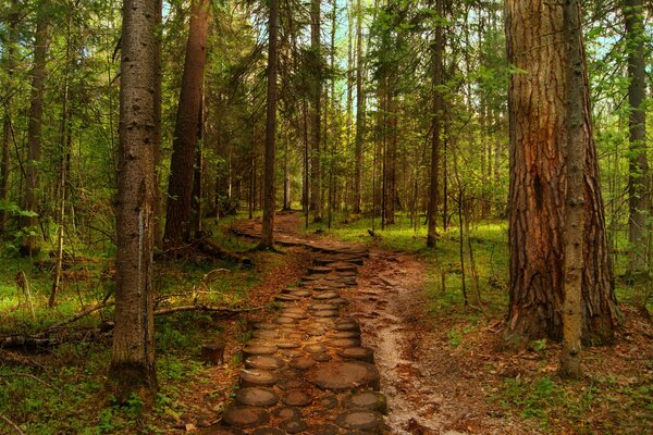 La route entre les arbres mène au fourré