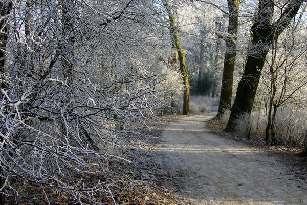 Ein Winterpfad im Wald führt in die Ferne