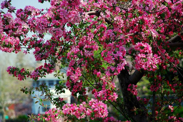 Fleurs de pommier rose sur une journée ensoleillée