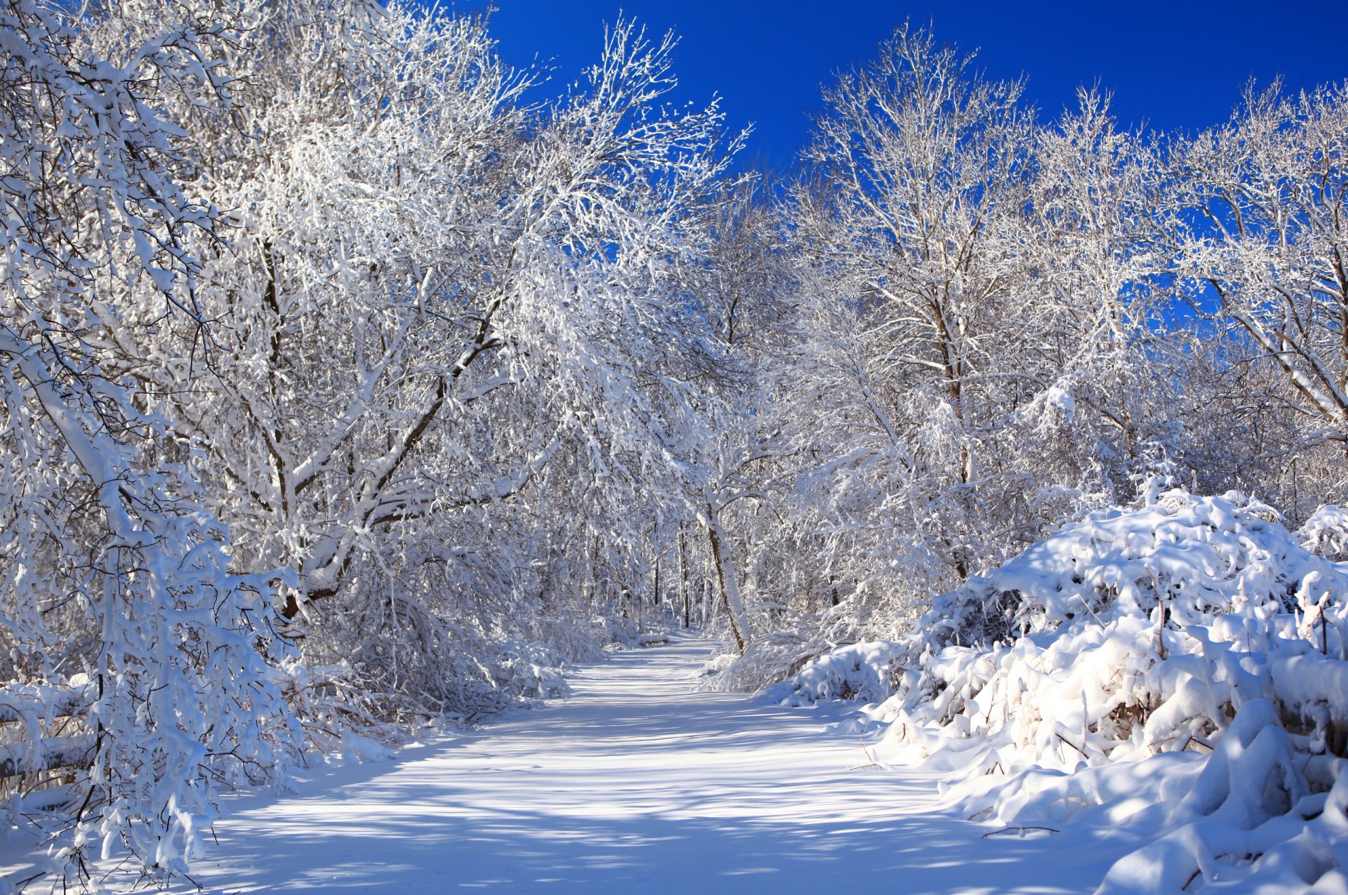 naturaleza invierno carretera nieve cielo árboles