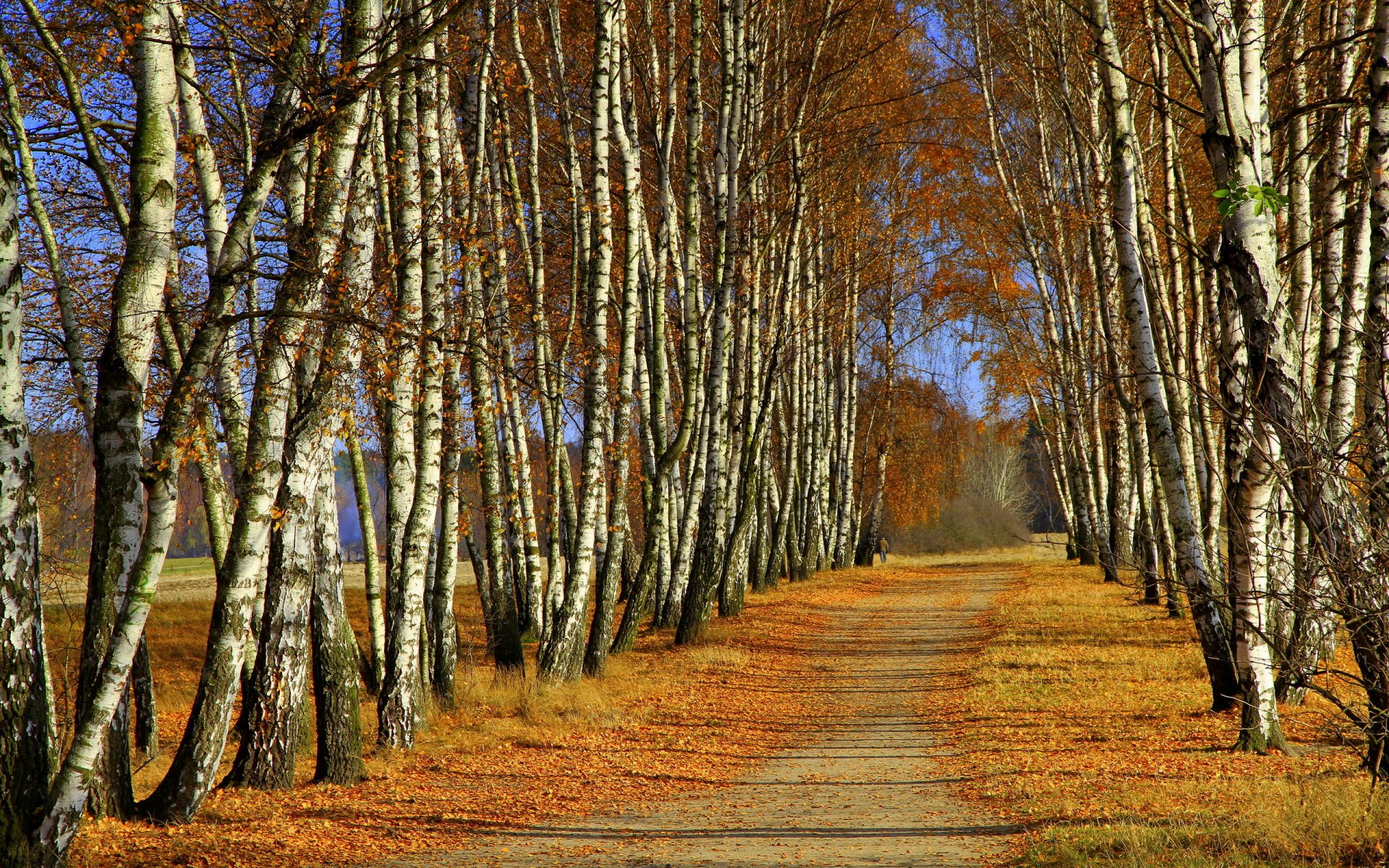 tree autumn