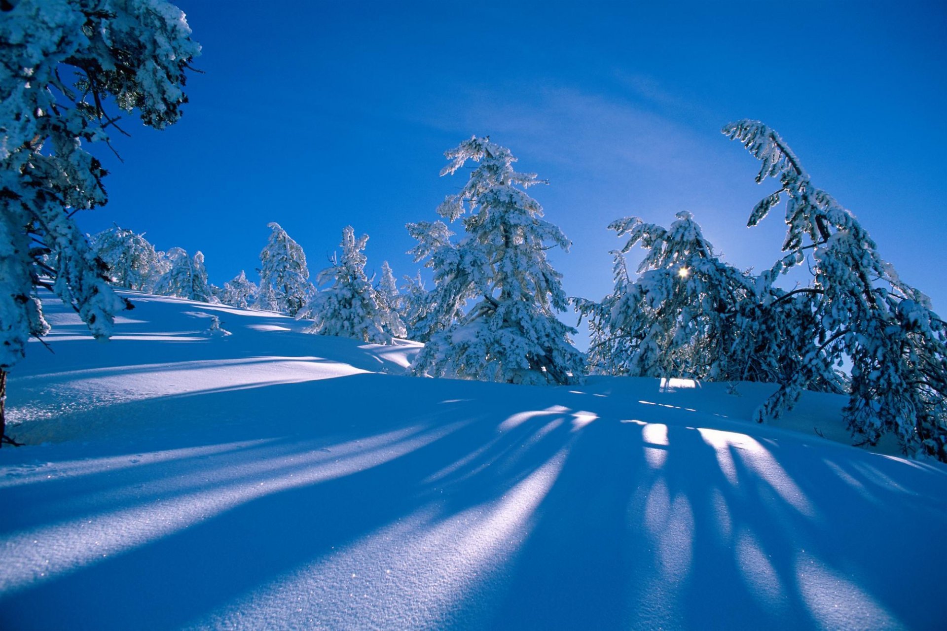 hiver neige forêt épinette pin congères ombre colline pente