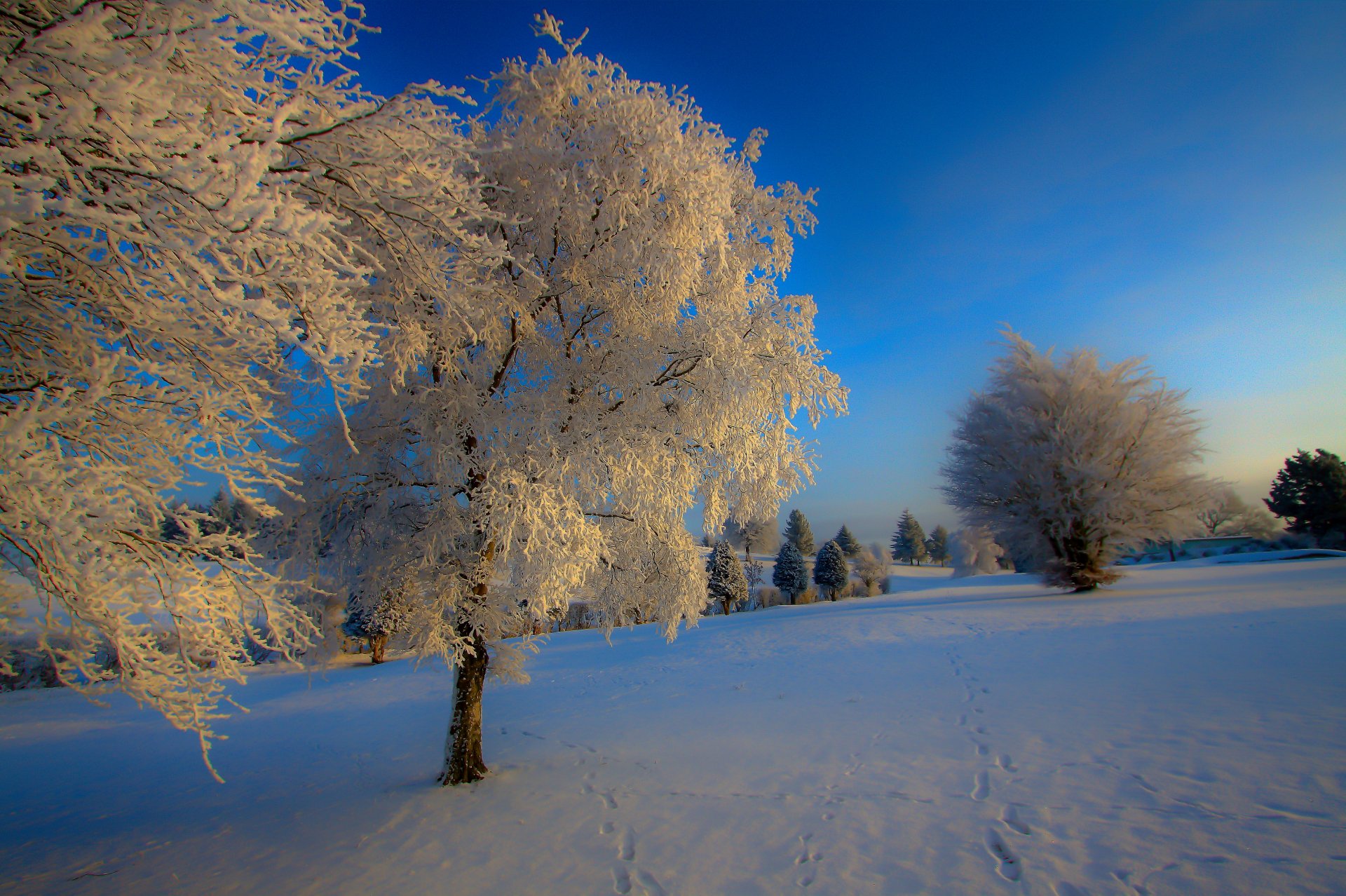 nature hiver neige arbre etc.