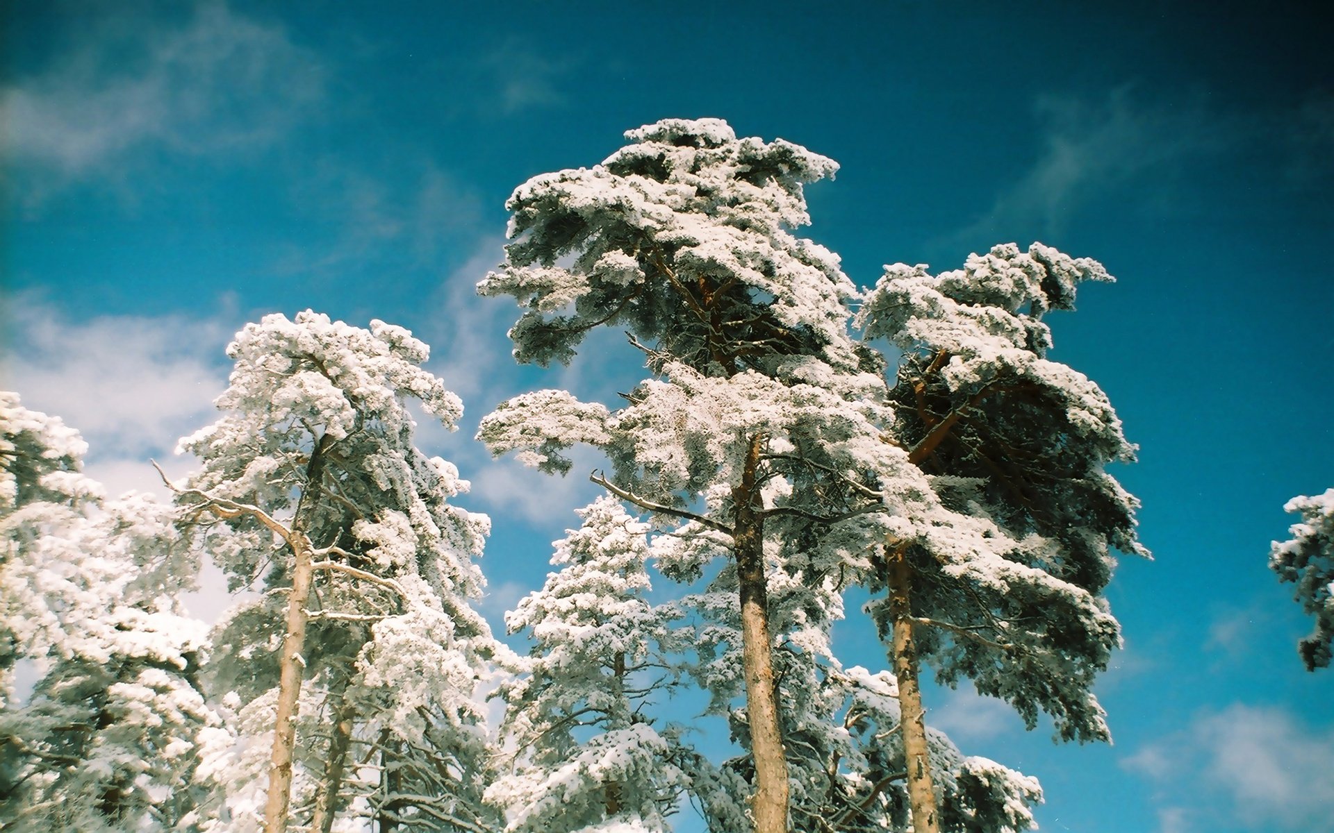 bäume kiefern kronen oberteile frost winter blau himmel