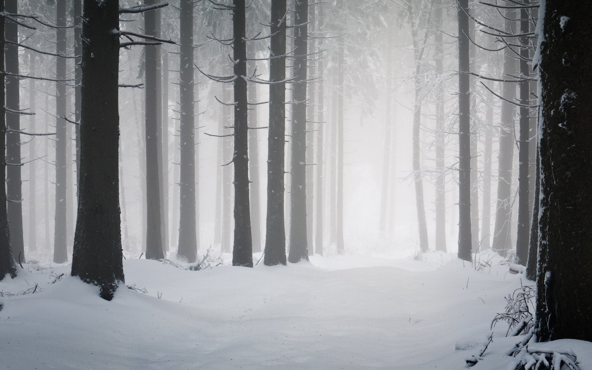 winter nature winter snow frost cold forests tree trees clearing road roads trunks snowfall winter wallpaper