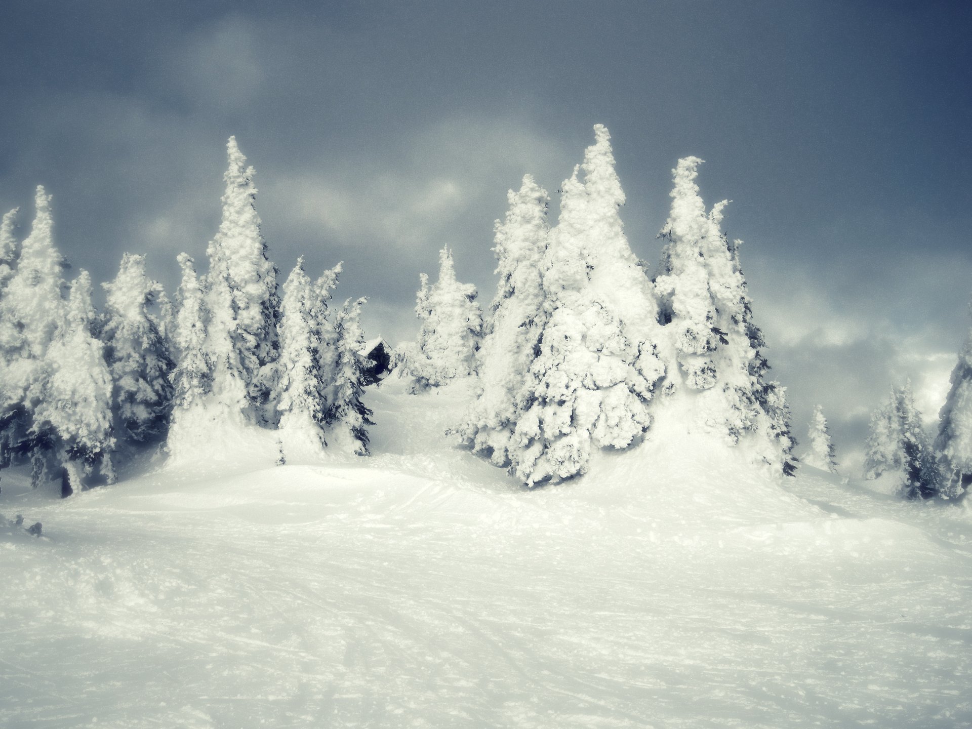 invierno nieve bosque