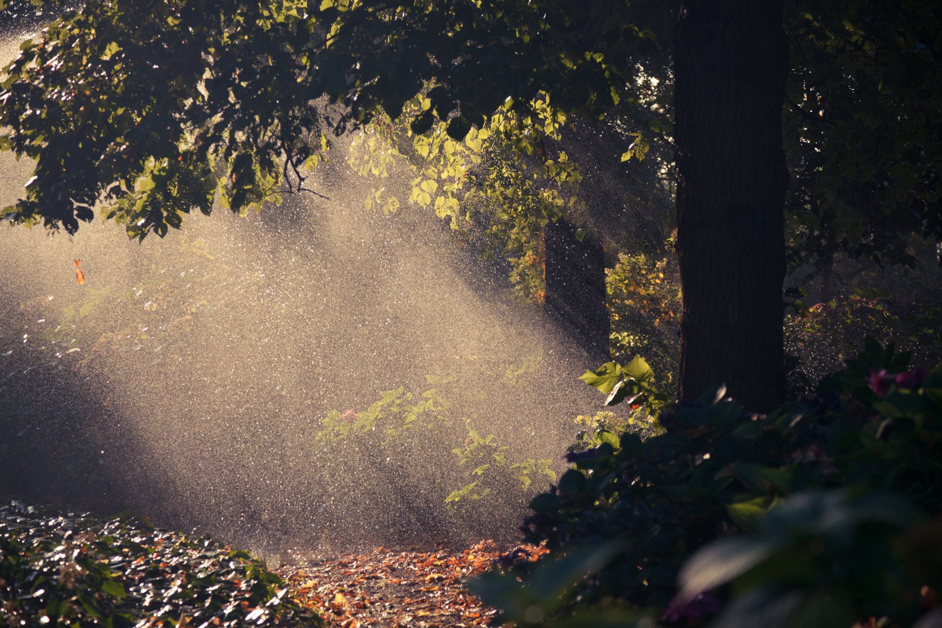 natura albero pioggia gocce autunno luce fogliame