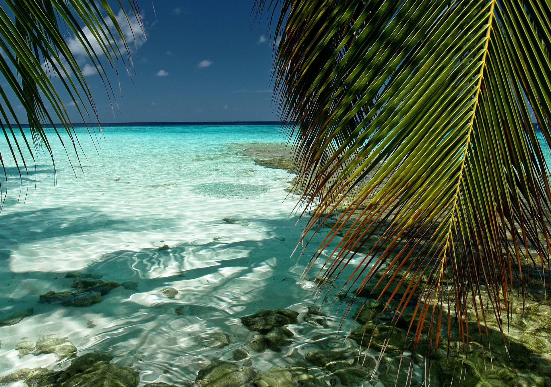 natura maldive male meridionale kaafu oceano indiano mare acqua trasparenza cielo palme fogliame