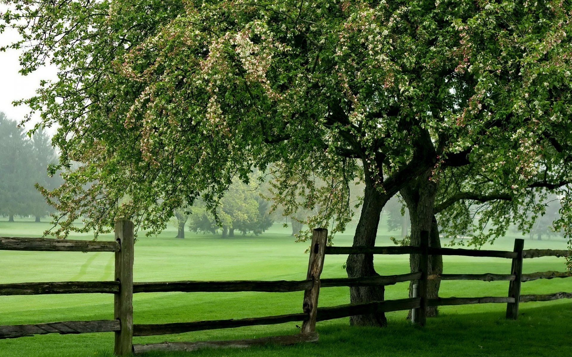 feld baum zaun sommer