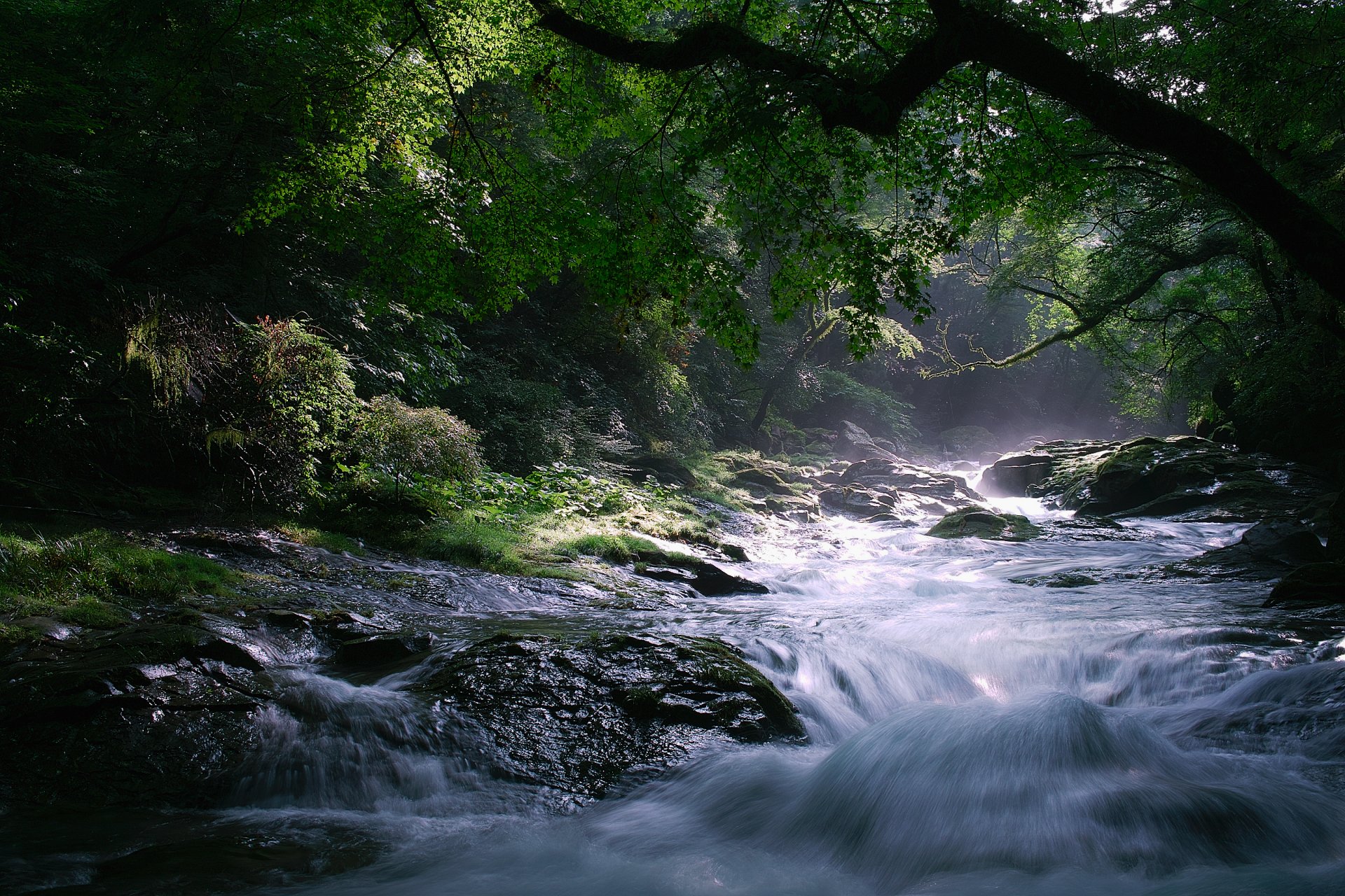 natura fiume flusso alberi pietre