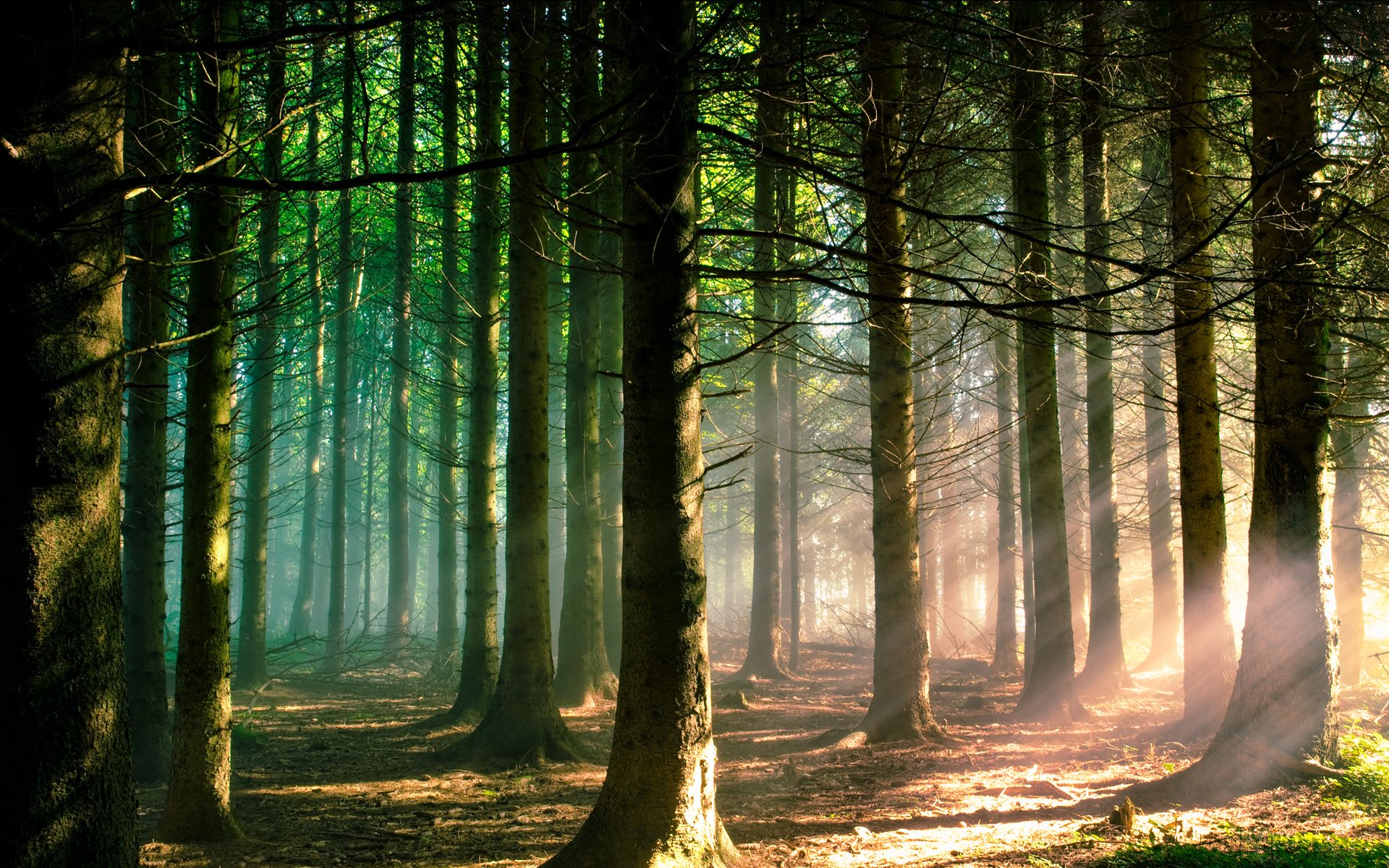 nature forêt lumière