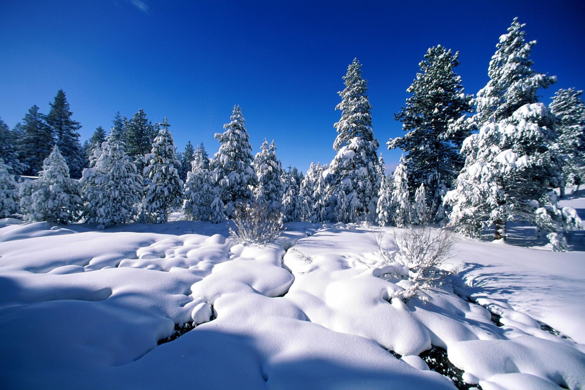 winter snow tree pine spruce