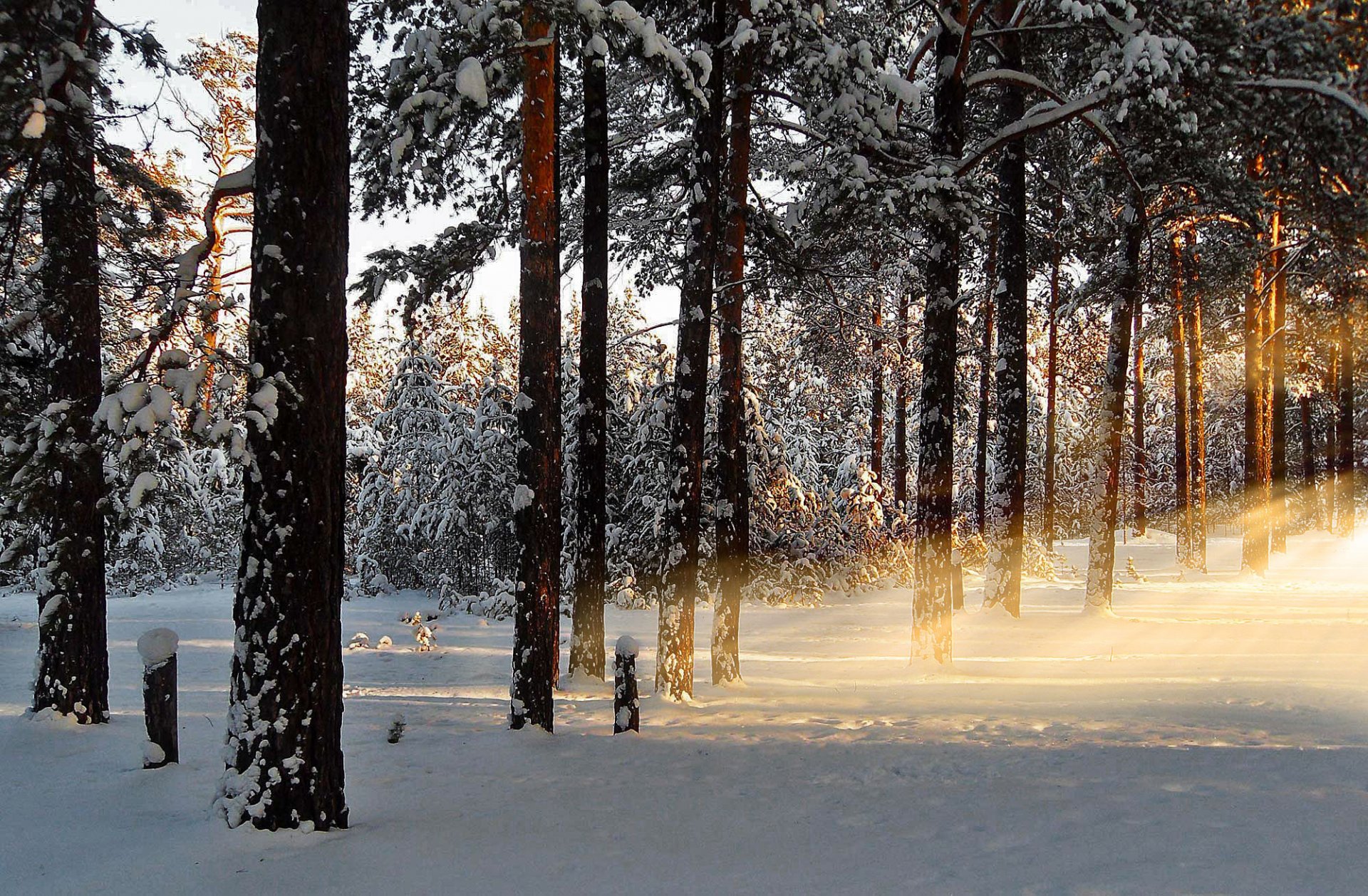 hiver aube matin forêt neige rayons nature