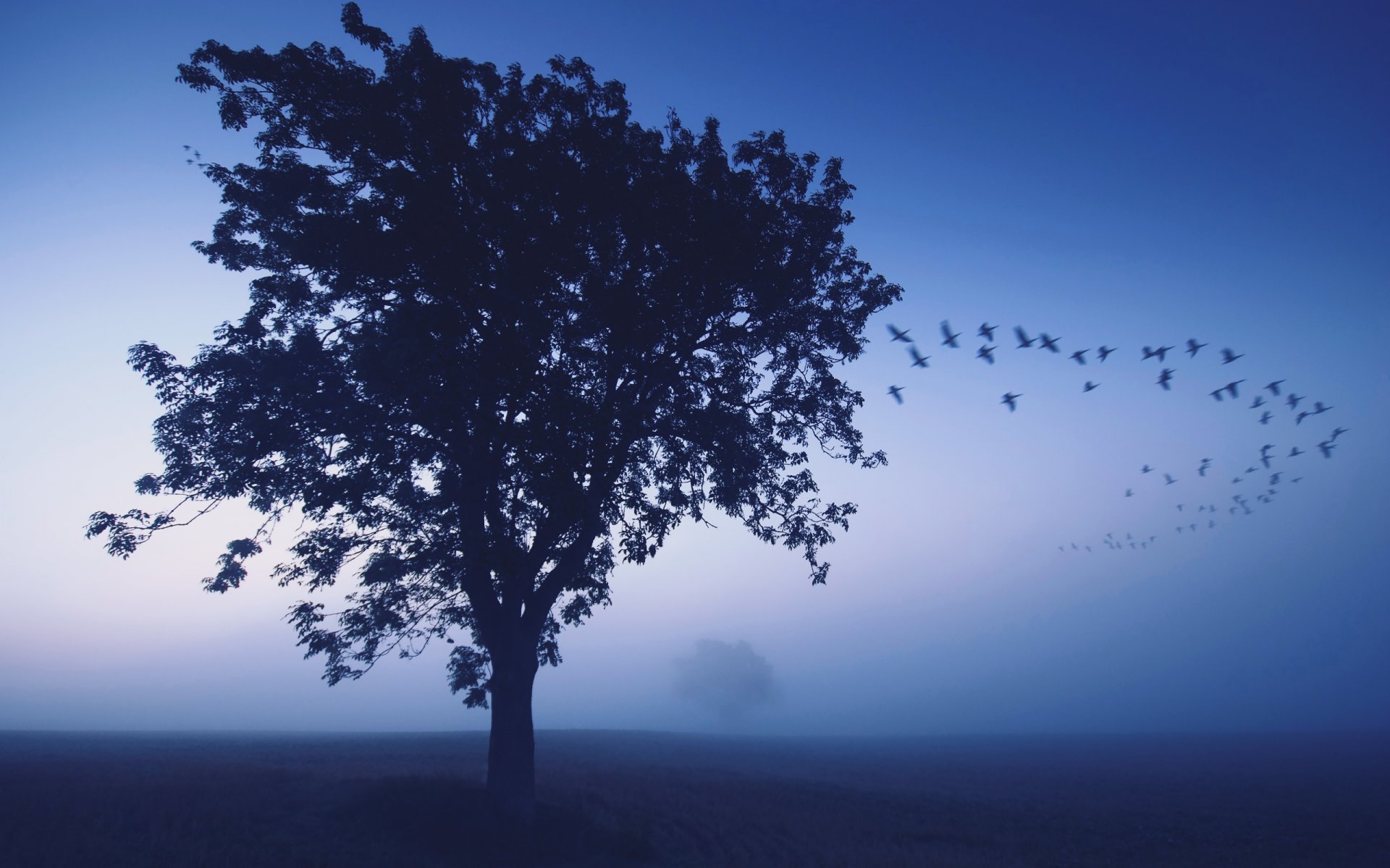 albero nebbia uccelli