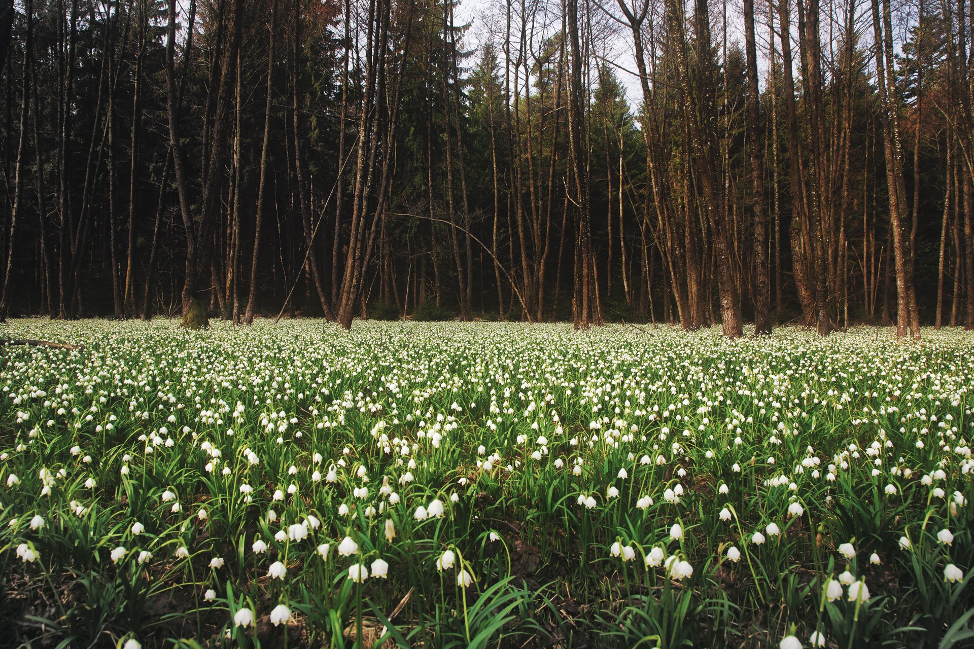 nature printemps clairière perce-neige forêt