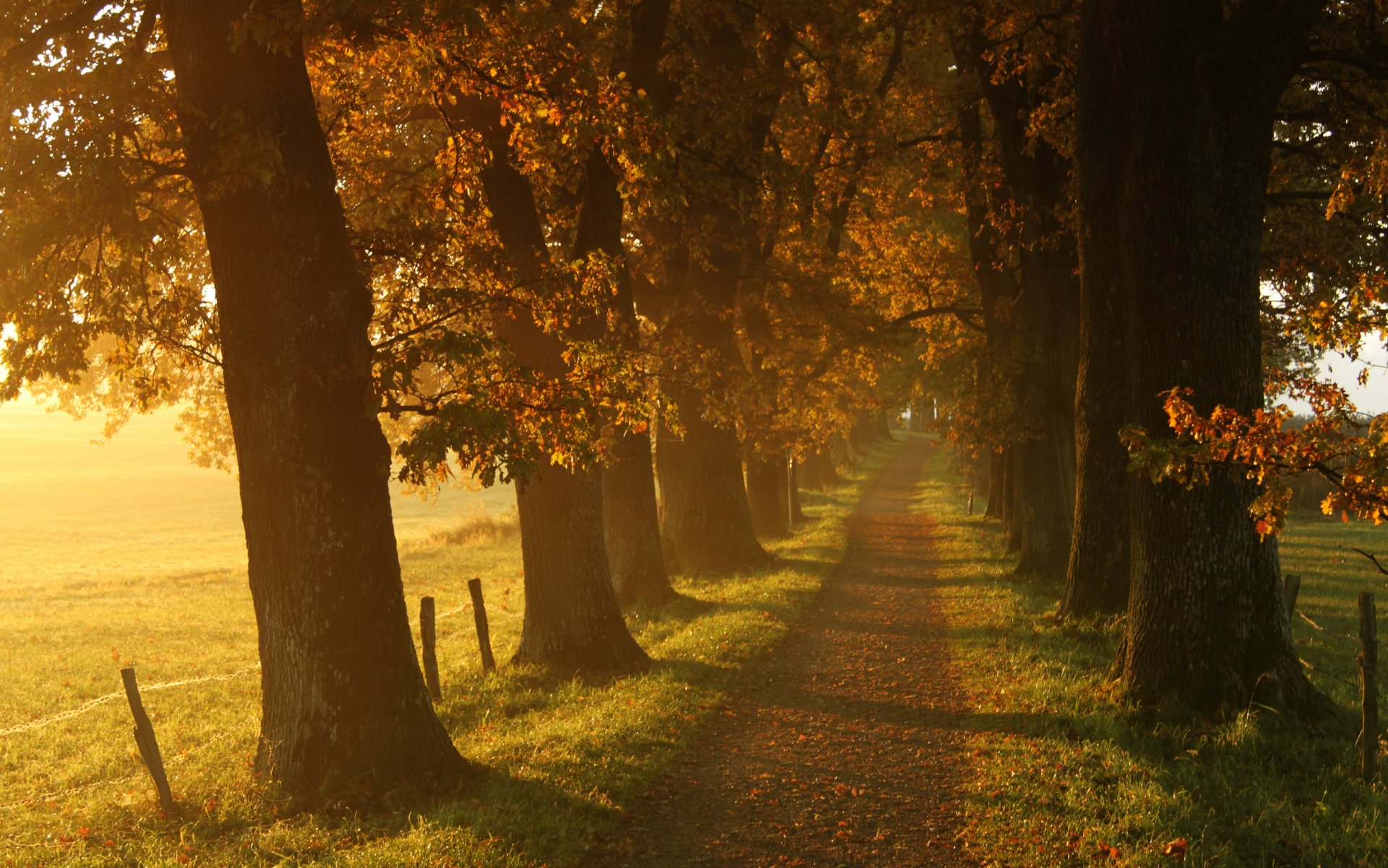 naturaleza paisaje camino árboles hierba otoño hojas sol luz caminos 2560x1600