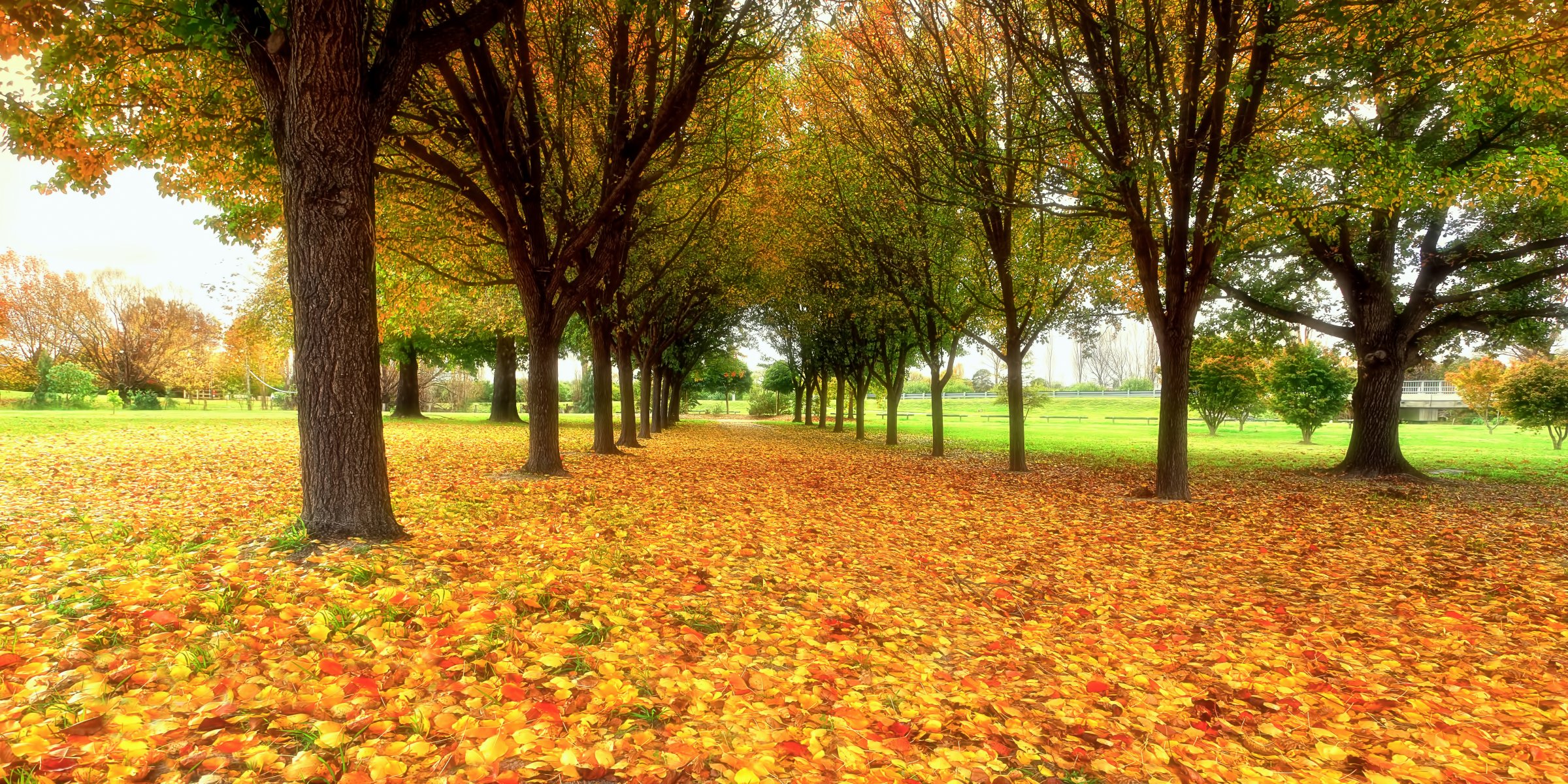 nature autumn park foliage