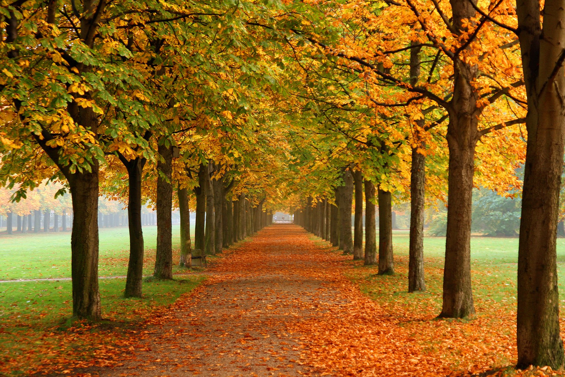 nature autumn park alley chestnut