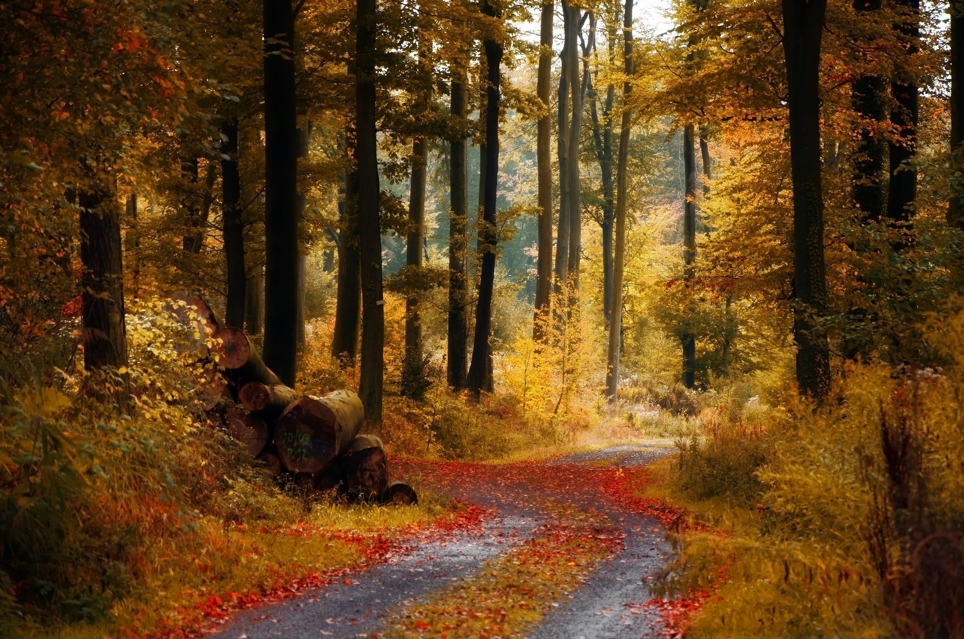 autumn forest road