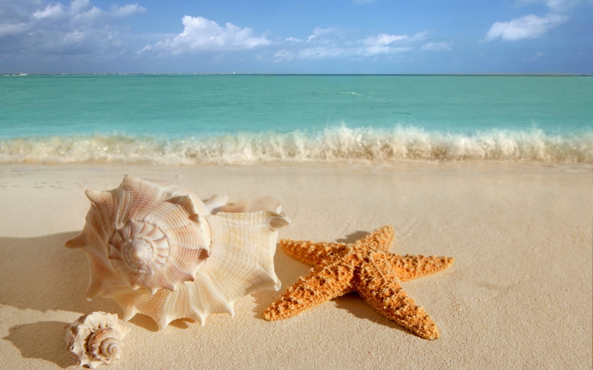 muscheln seestern meer ozean wellen wasser sand strand ufer brandung himmel wolken horizont natur schönheit stern muschel sommer