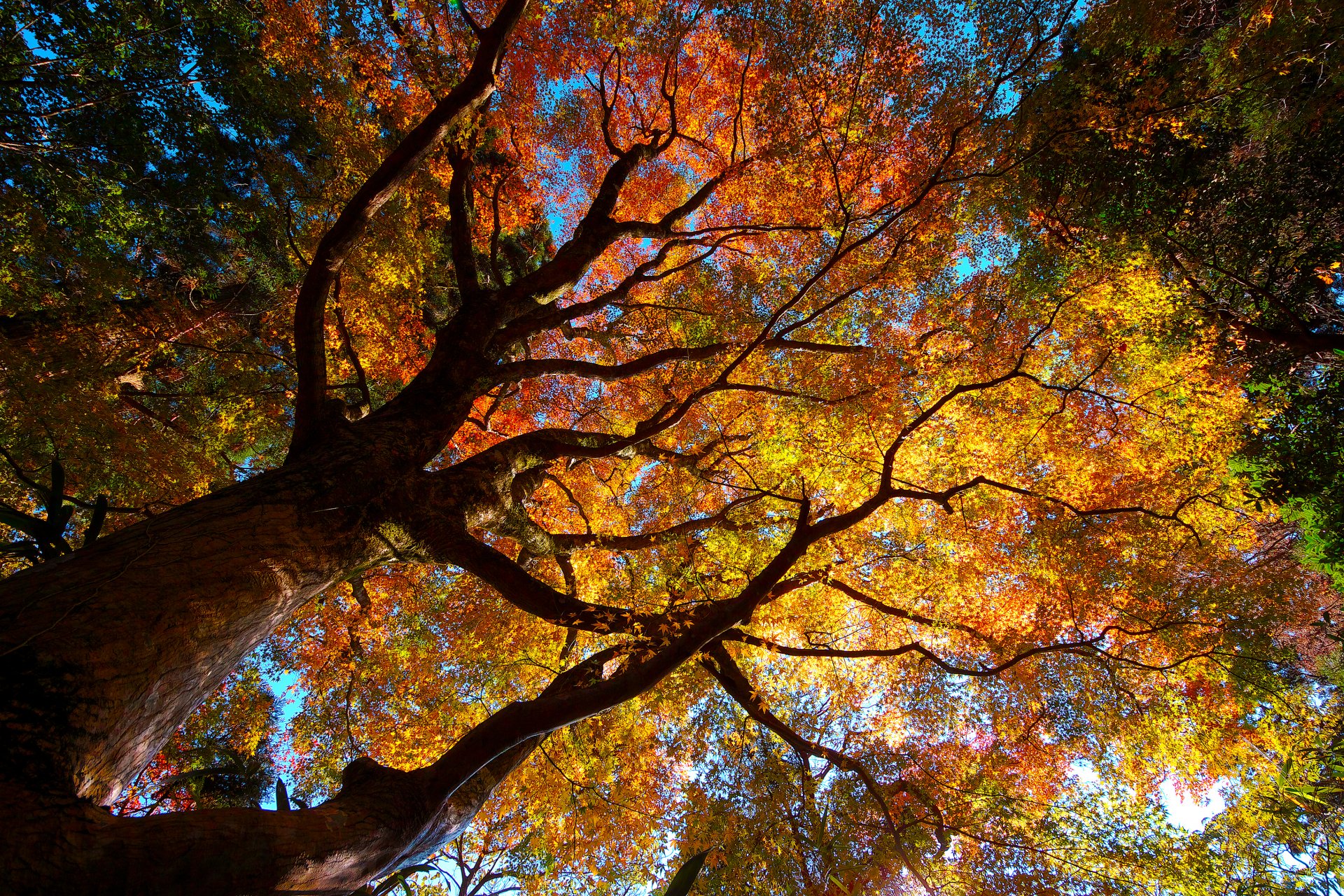 nature tree crown foliage autumn