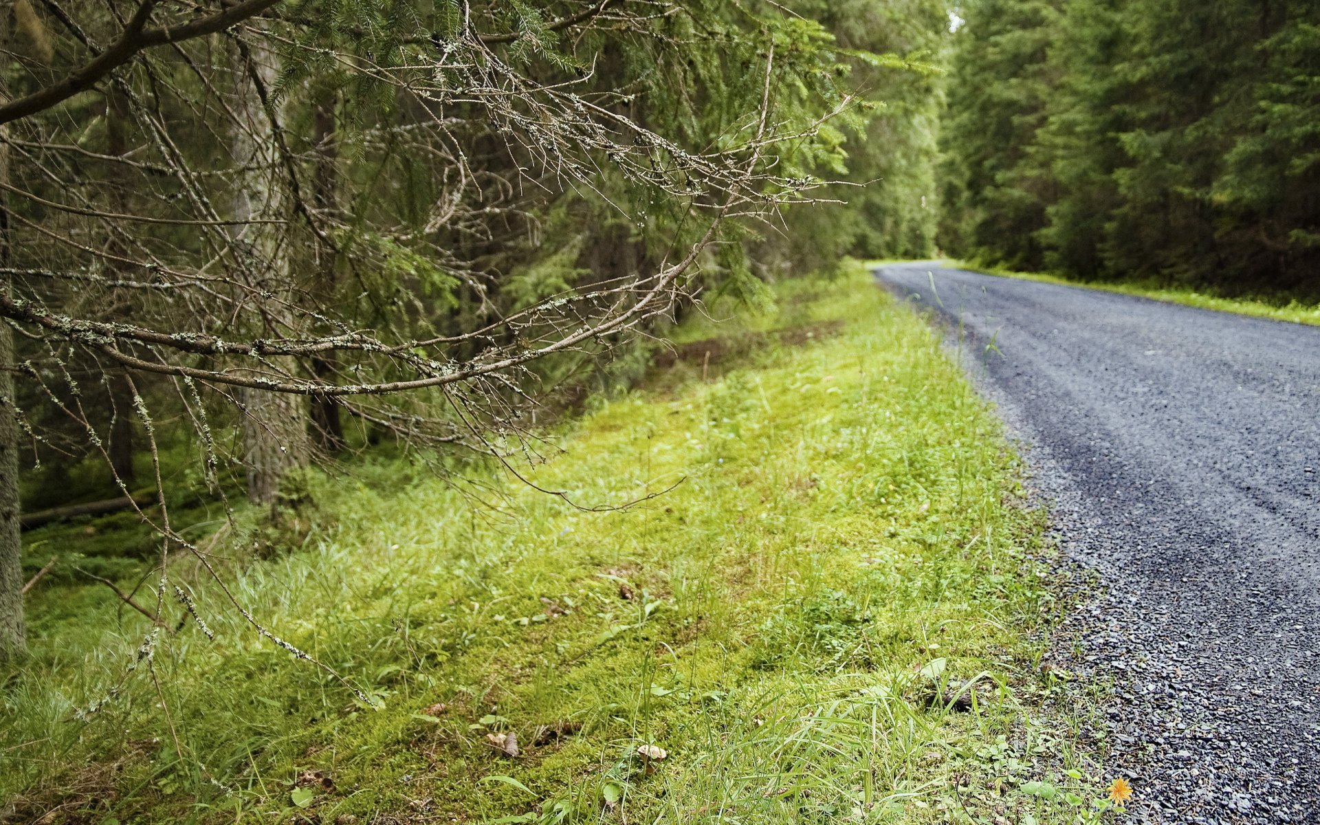 route forêt branches