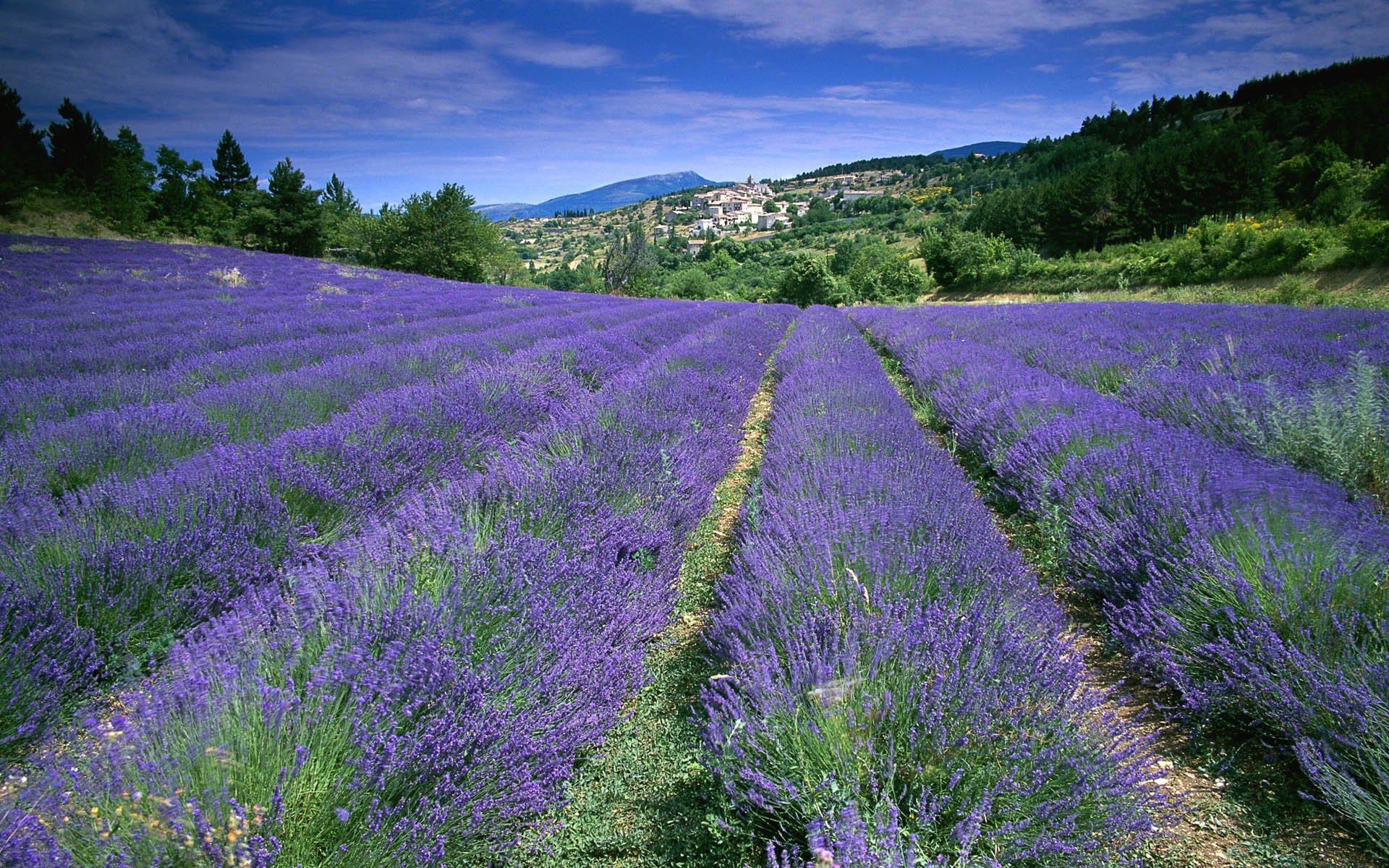 prowansja francja pole lawenda kwiaty