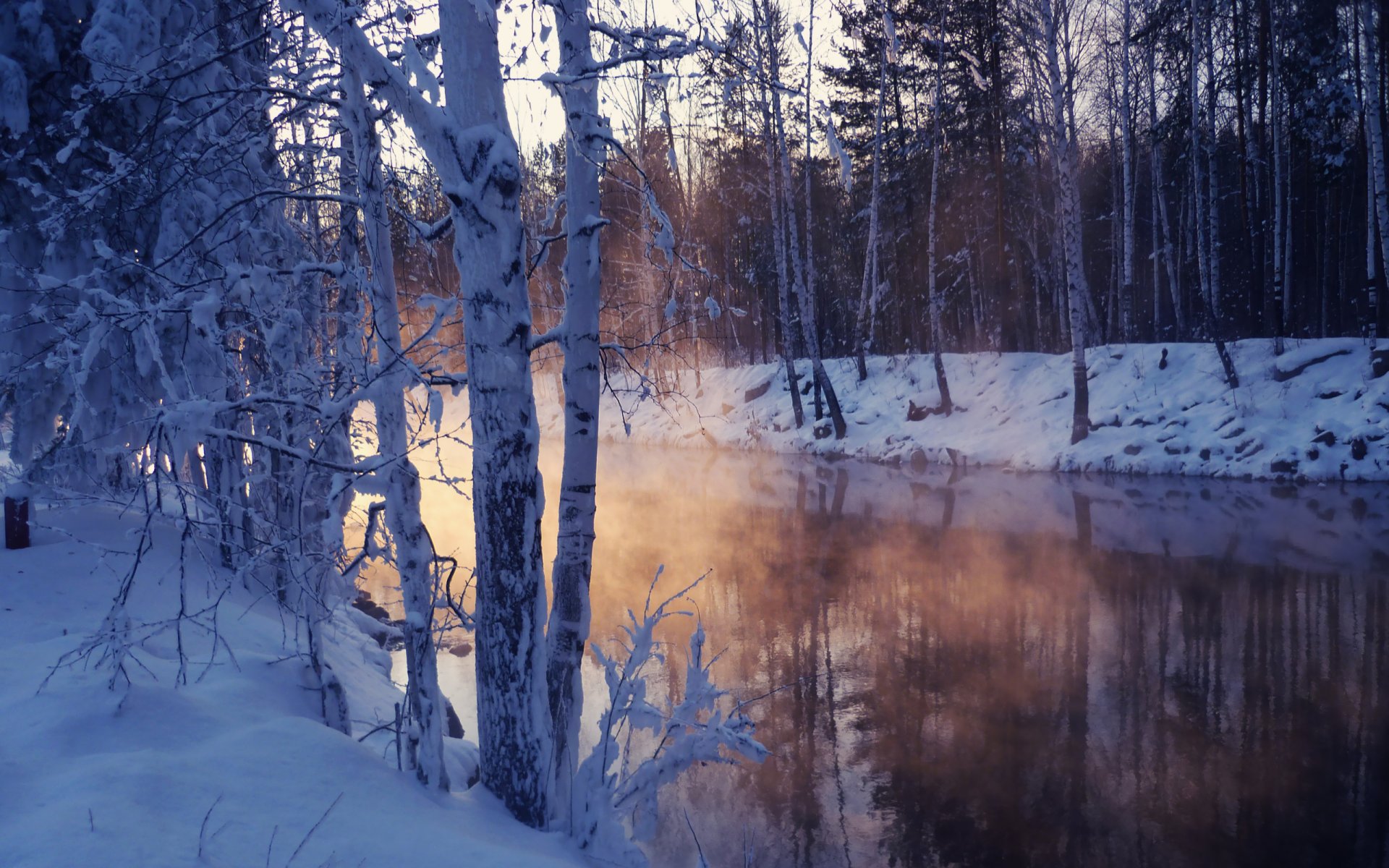 hiver froid arbres neige lac