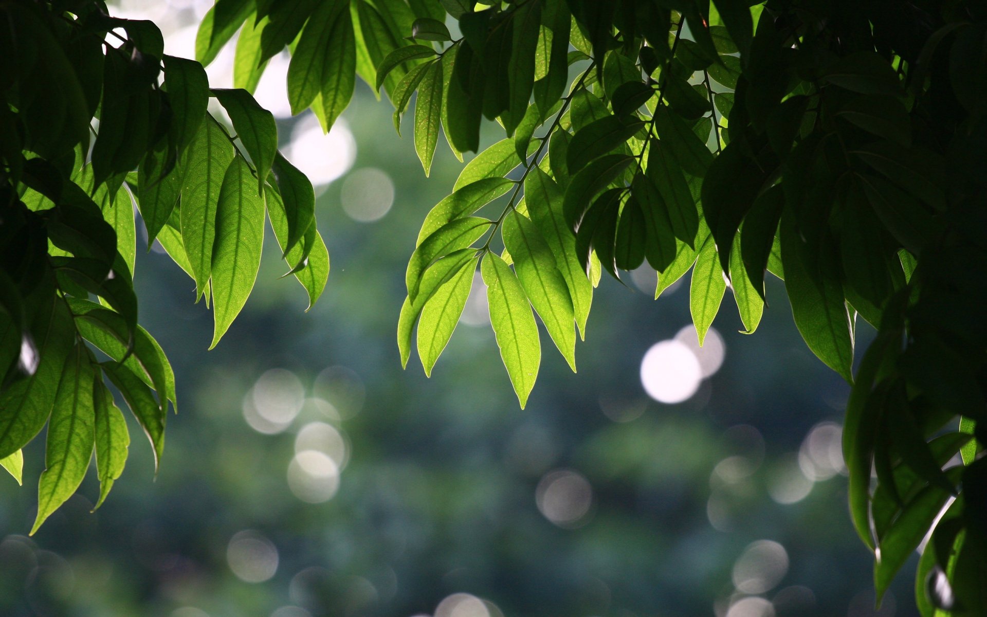 leaves summer tree bokeh