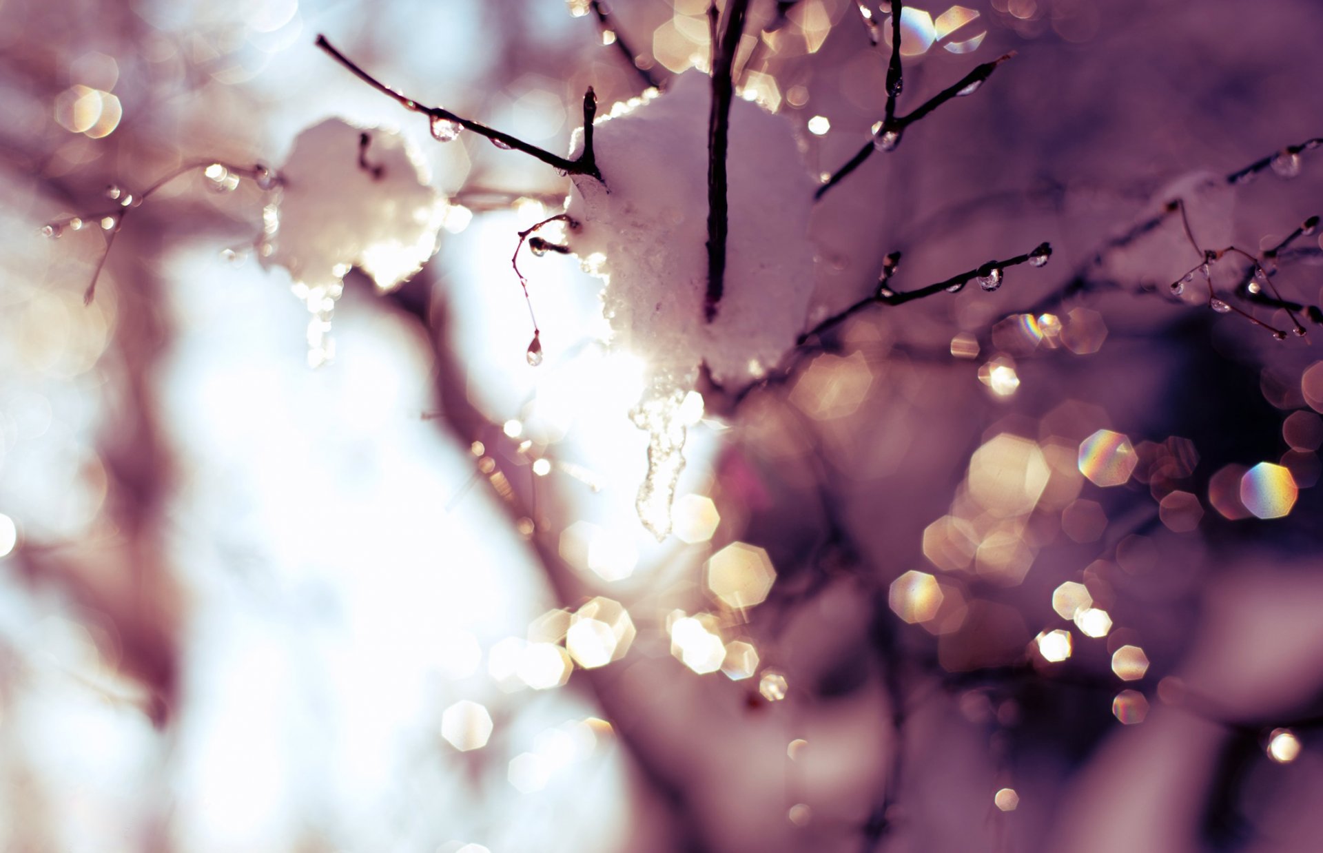 primavera disgelo alberi ramoscello neve gocce gocce giornata calda sole bagliore luce cielo tempo stagione