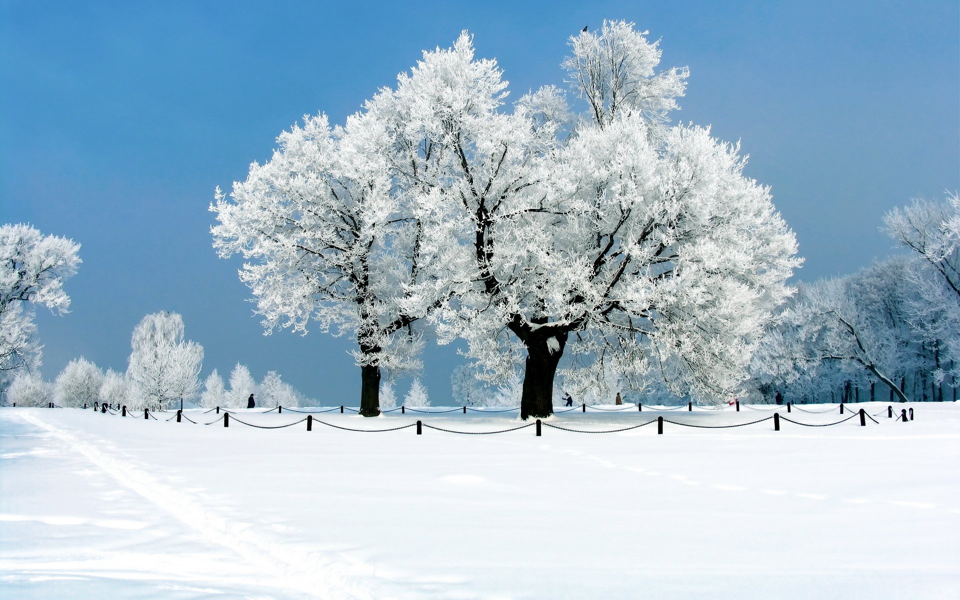 nature tree winter snow frost