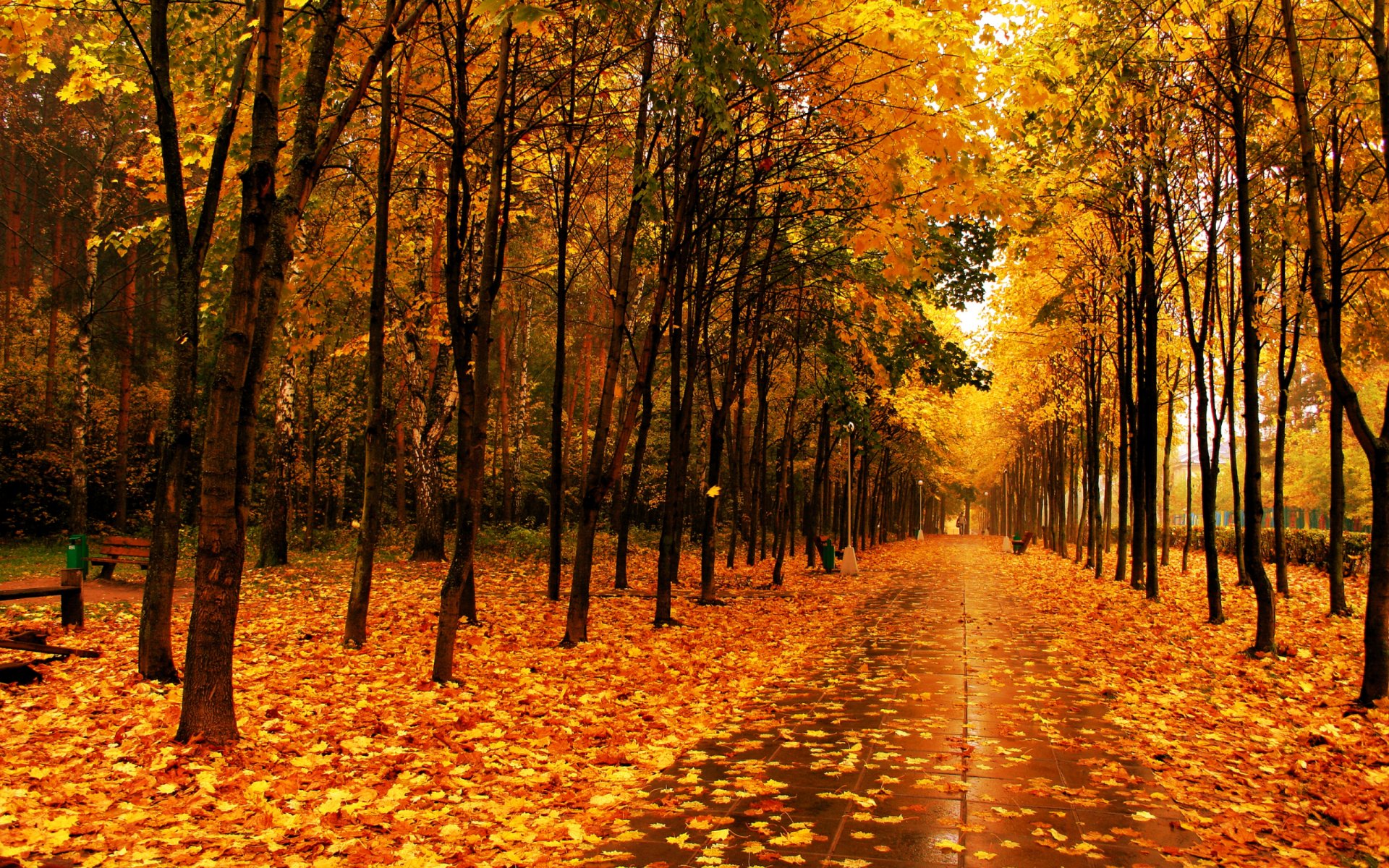 herbst bäume blätter park gasse