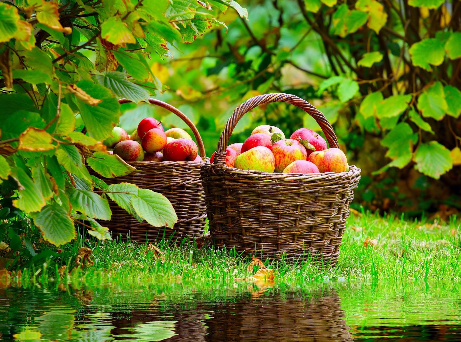 pommes rouges nature miroir panier mûrs pommes panier réflexion étang