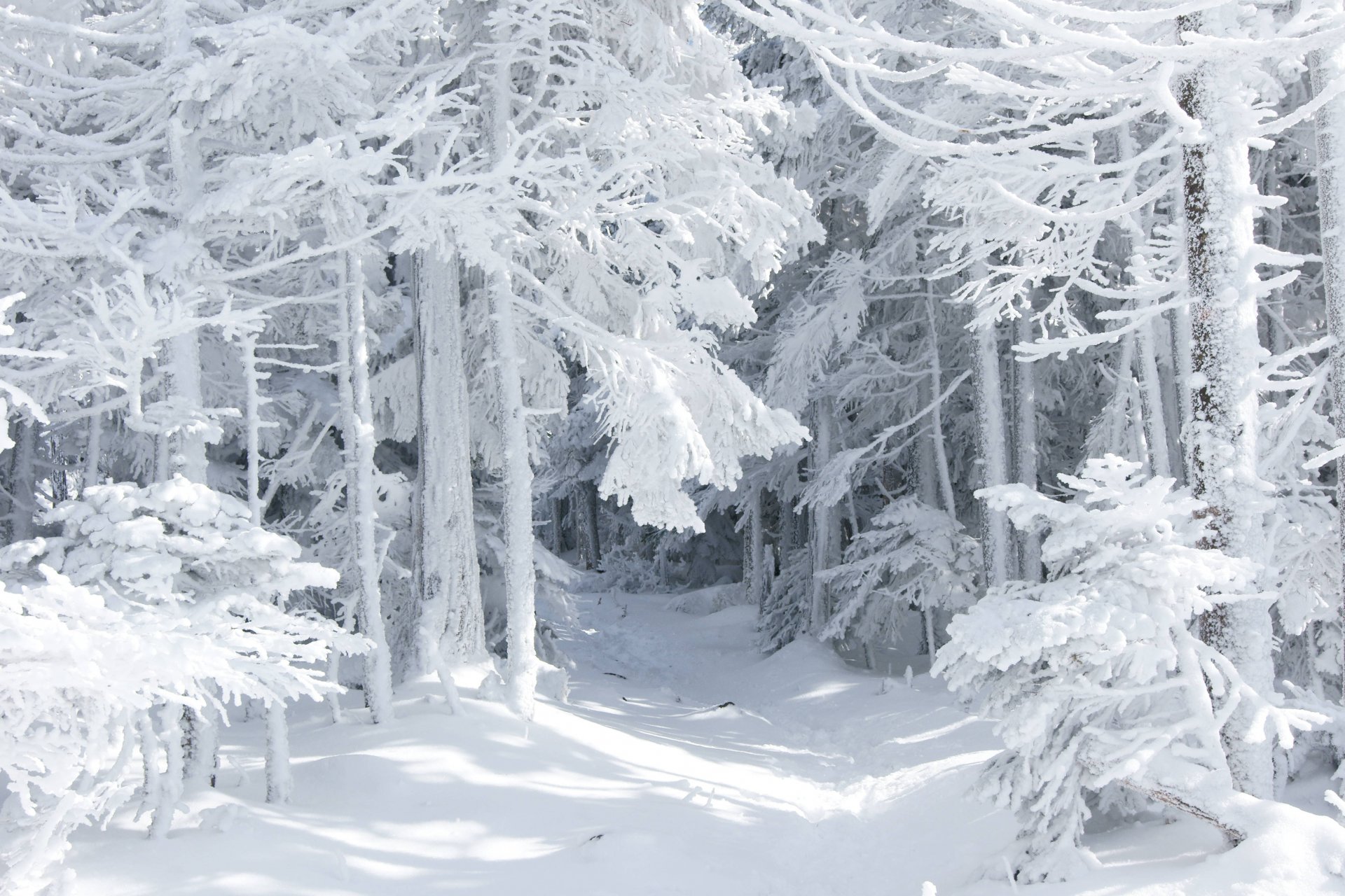 nature winter tale snow forest