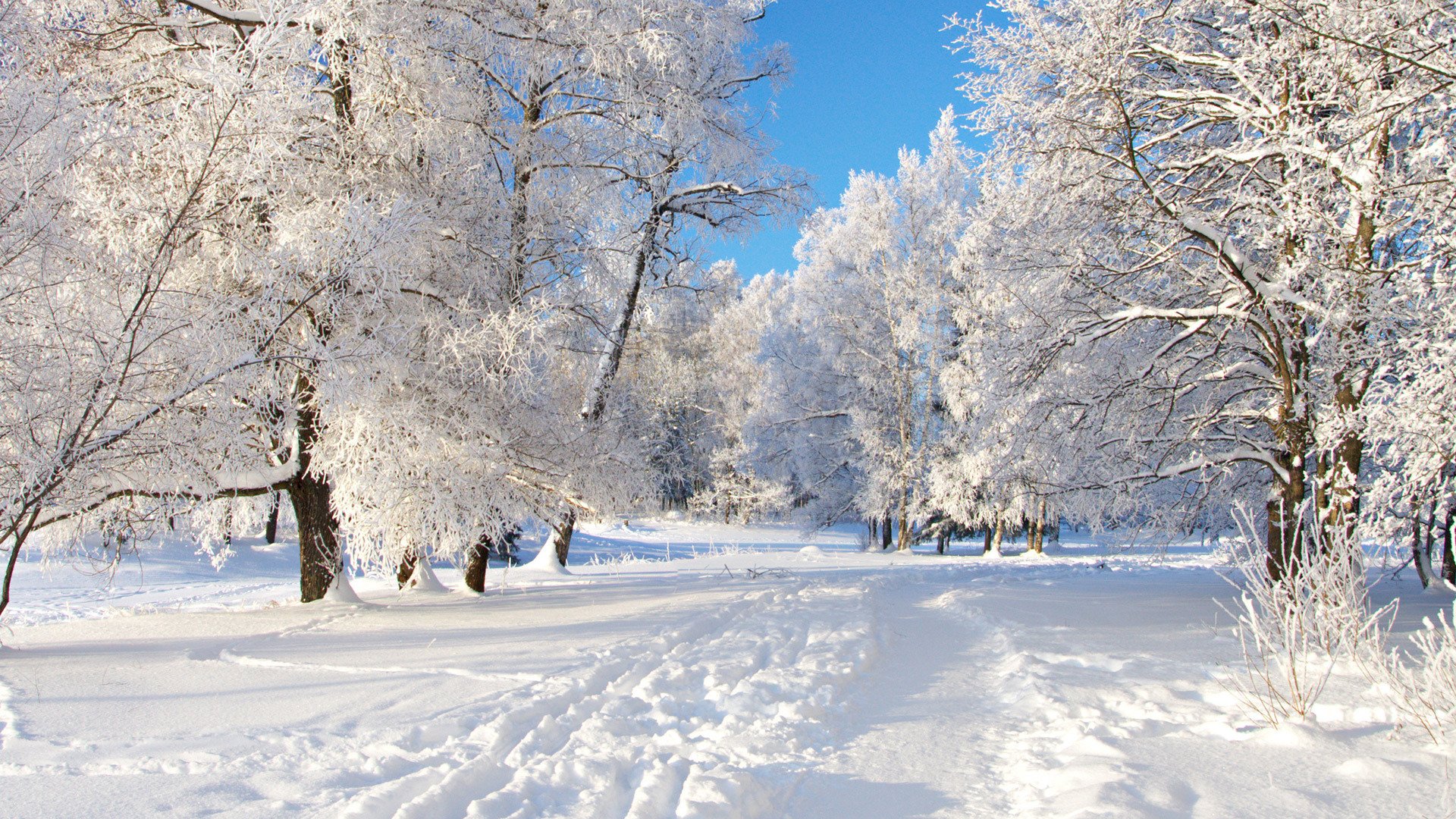 cielo nieve árboles invierno