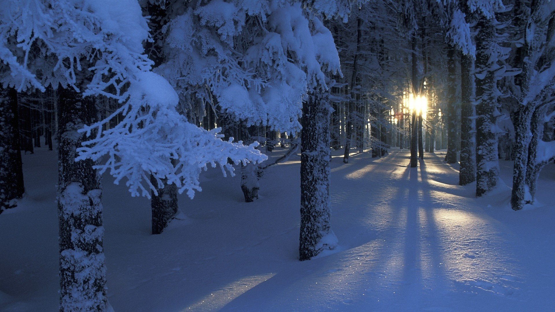 winter schnee wald bäume zweige sonne ausstrahlung licht