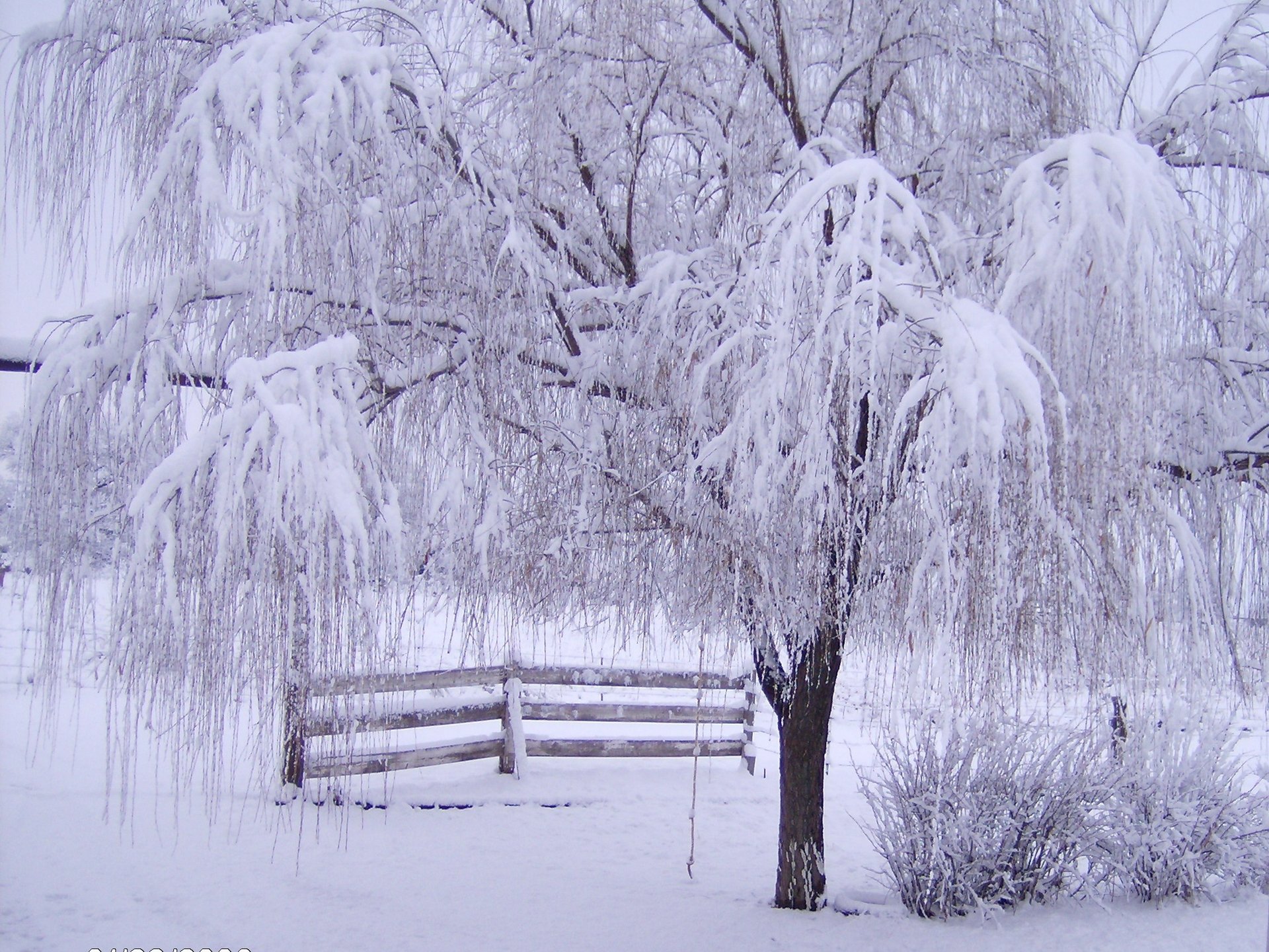 invierno nieve escarcha árbol ramas cerca