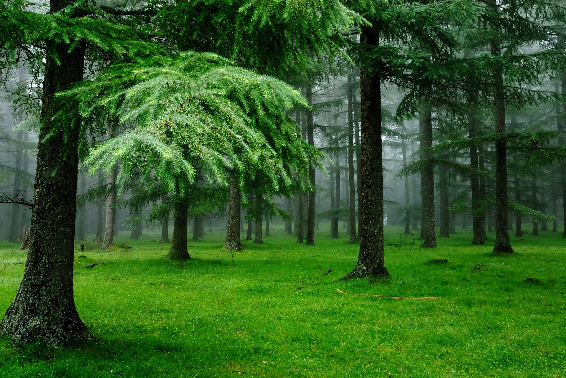 nature forêt gouttes herbe