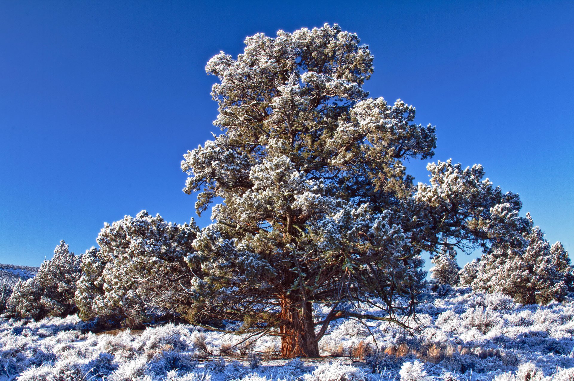 nature tree cedar iny sky