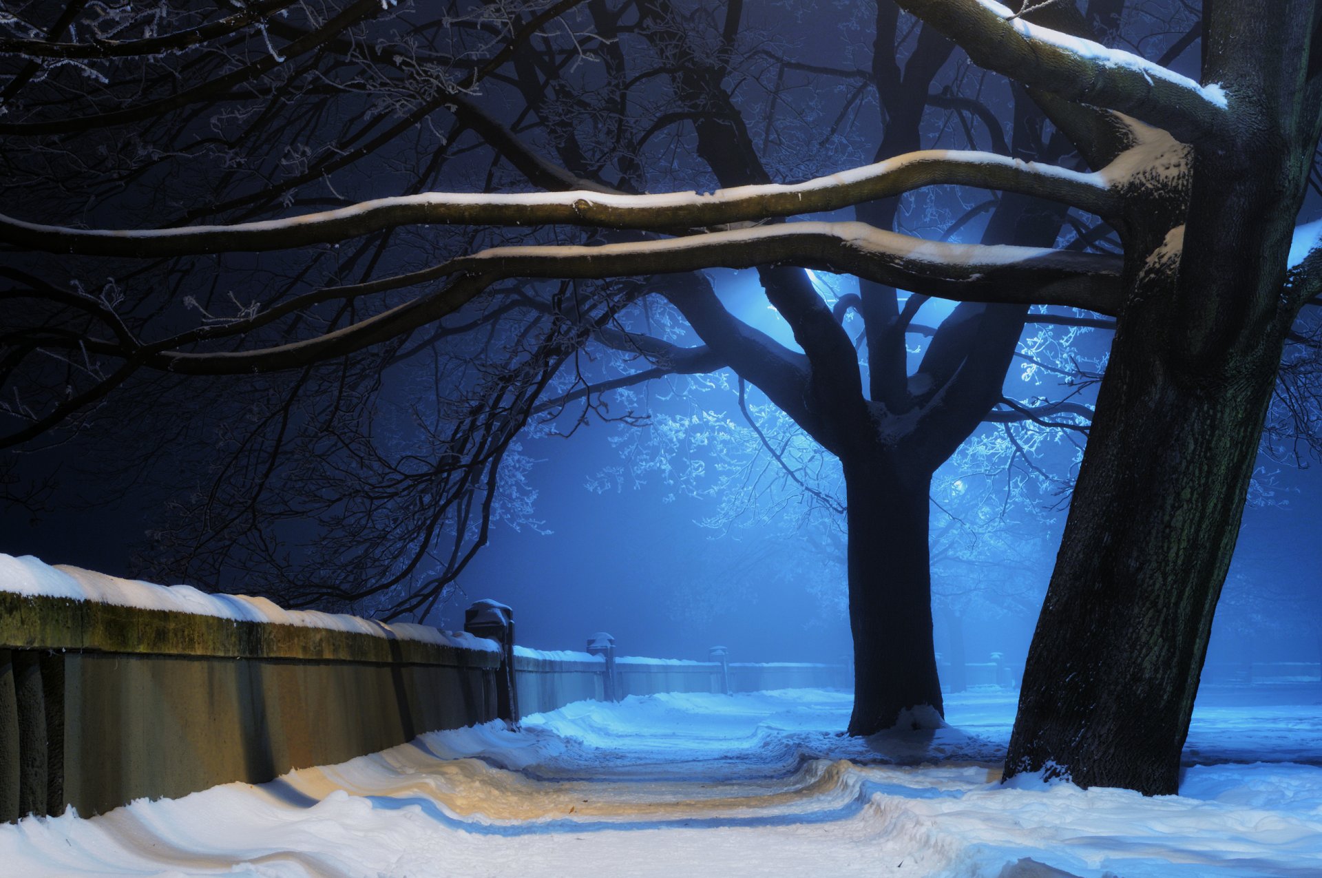 natura zima drzewa park śnieg noc światło alejka ściana