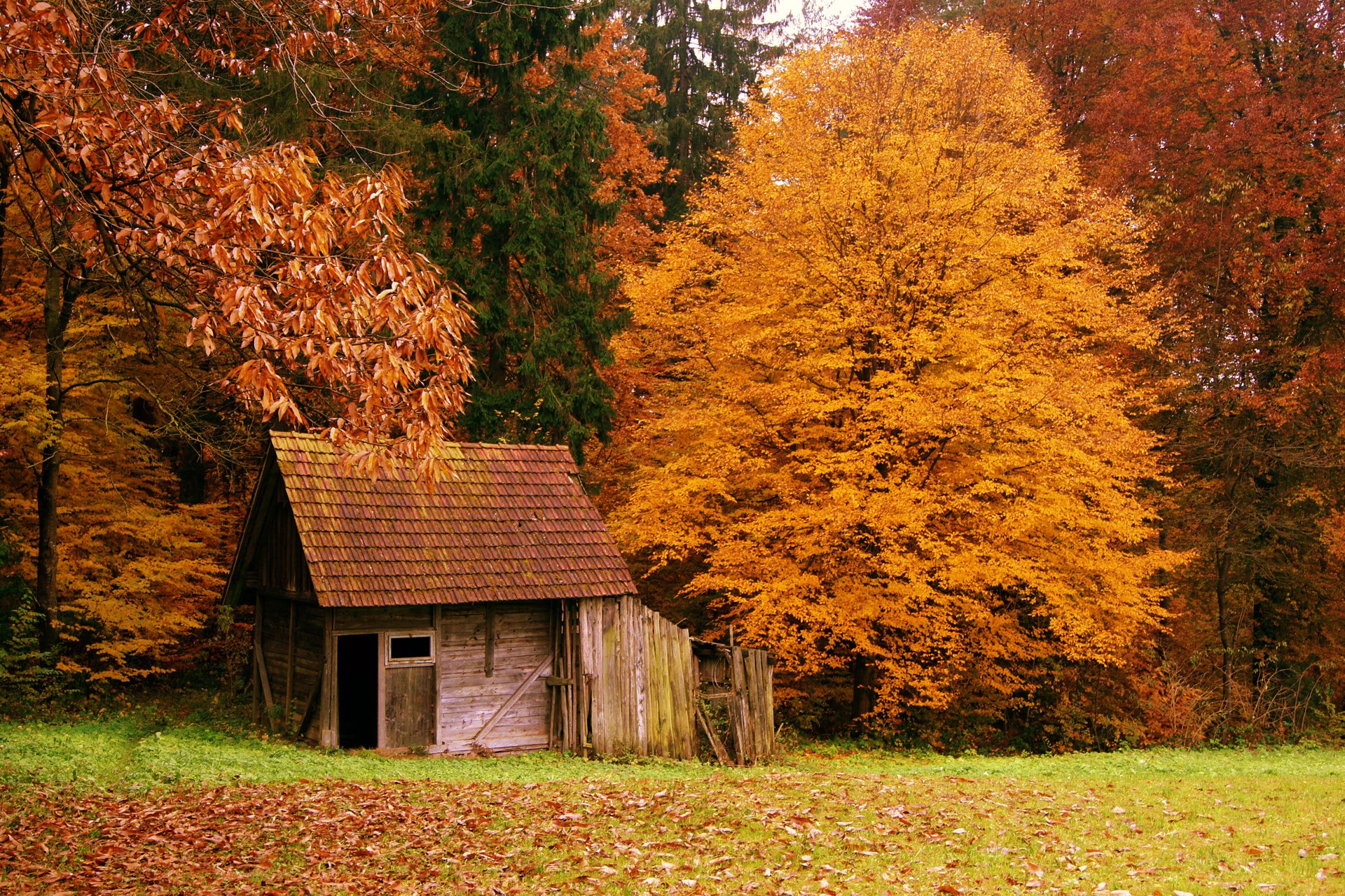 przyroda jesień las domek