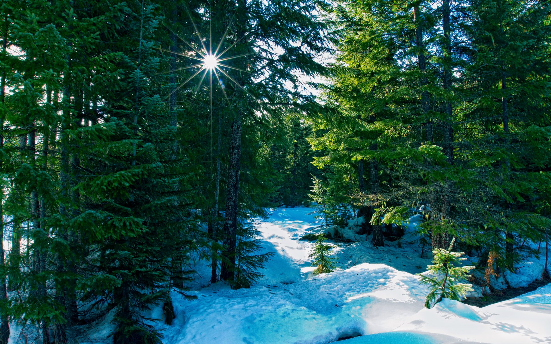 nature winter forest ray