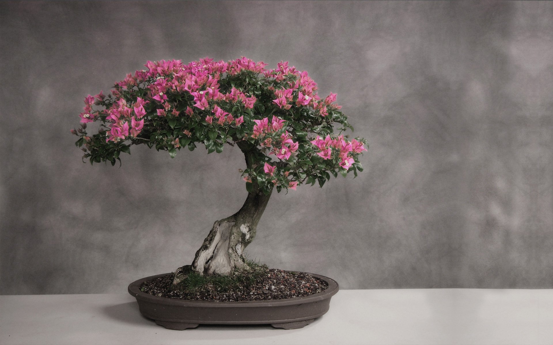 bonsai baum japan ständer tisch licht blätter