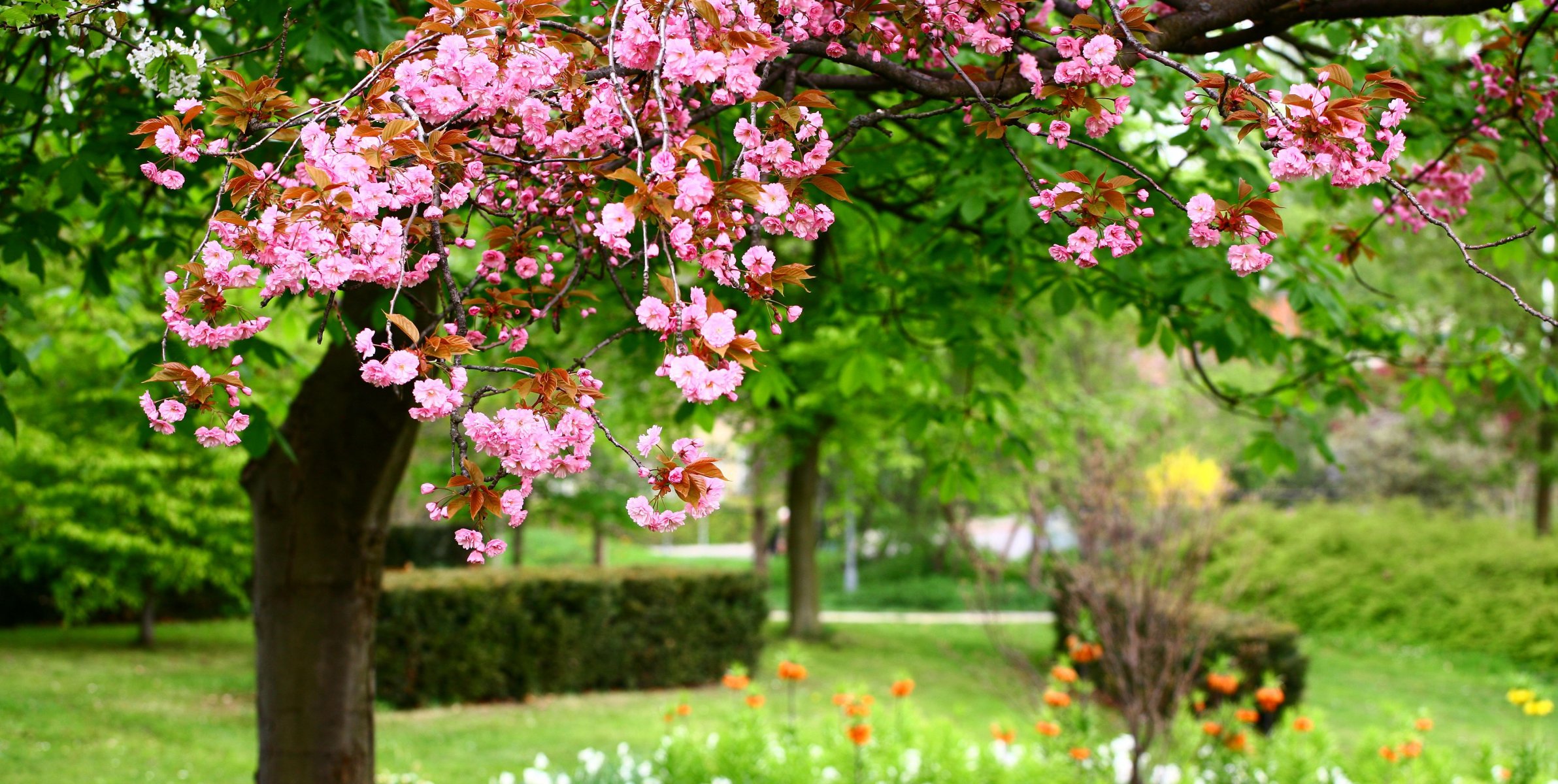 photo nature fleurs roses parc roses fleurs printemps