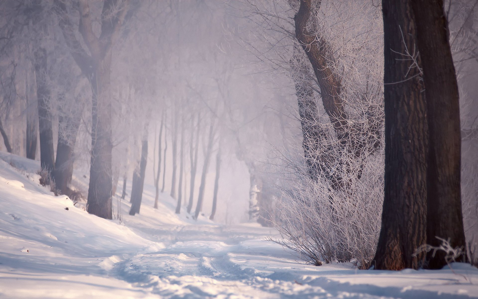 hiver neige forêt route