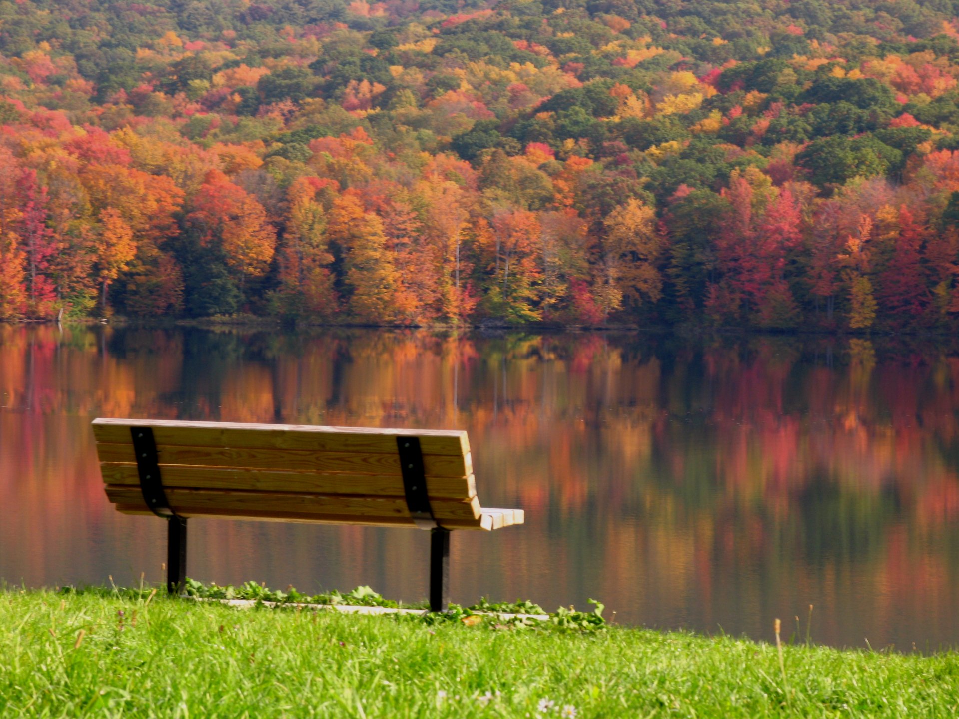 otoño árboles multicolor hojas día banco banco banco río reflexión paisaje serenidad