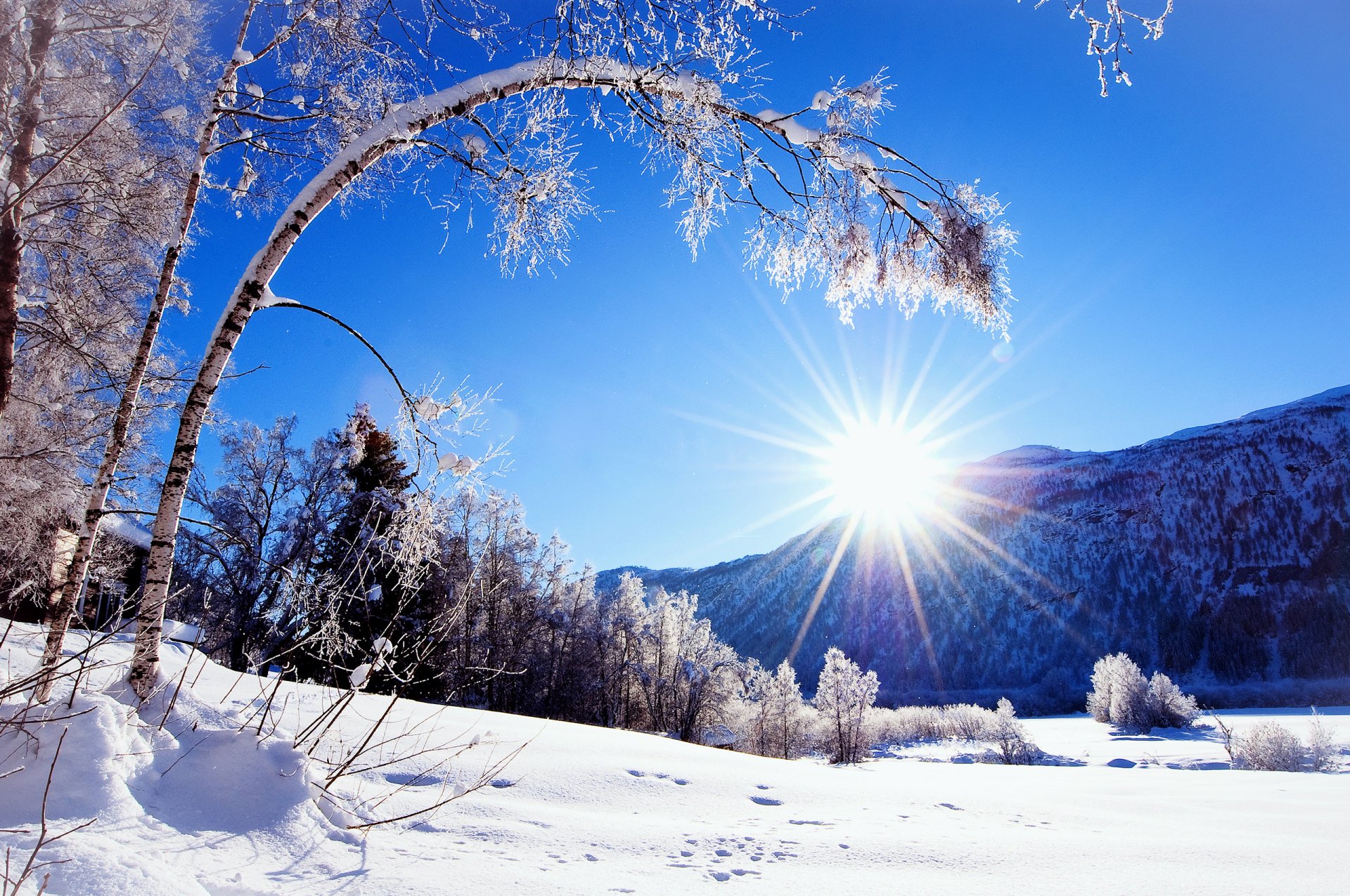 natura neve inverno sole montagna albero