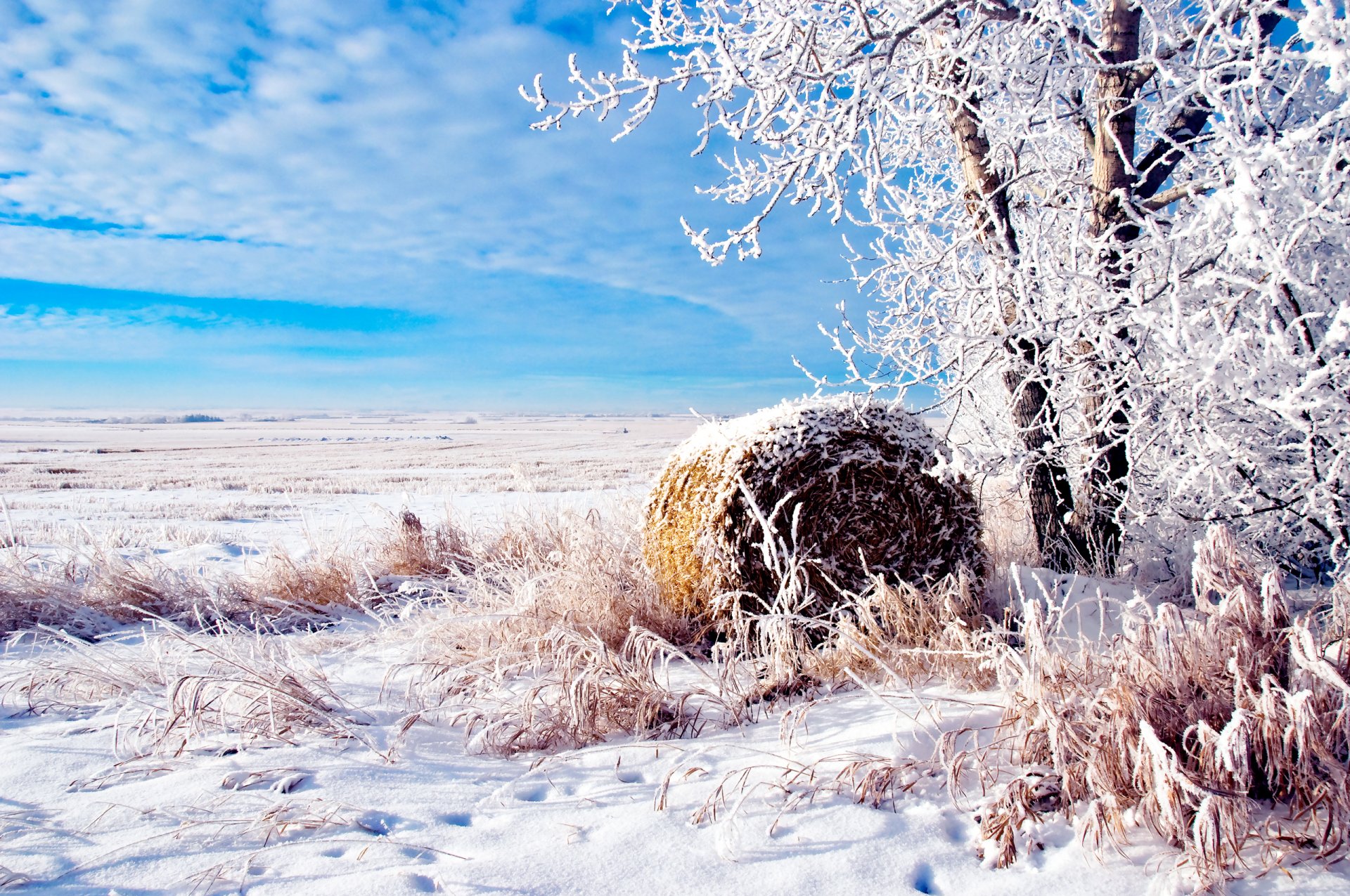 natur winter feld baum rolle ini