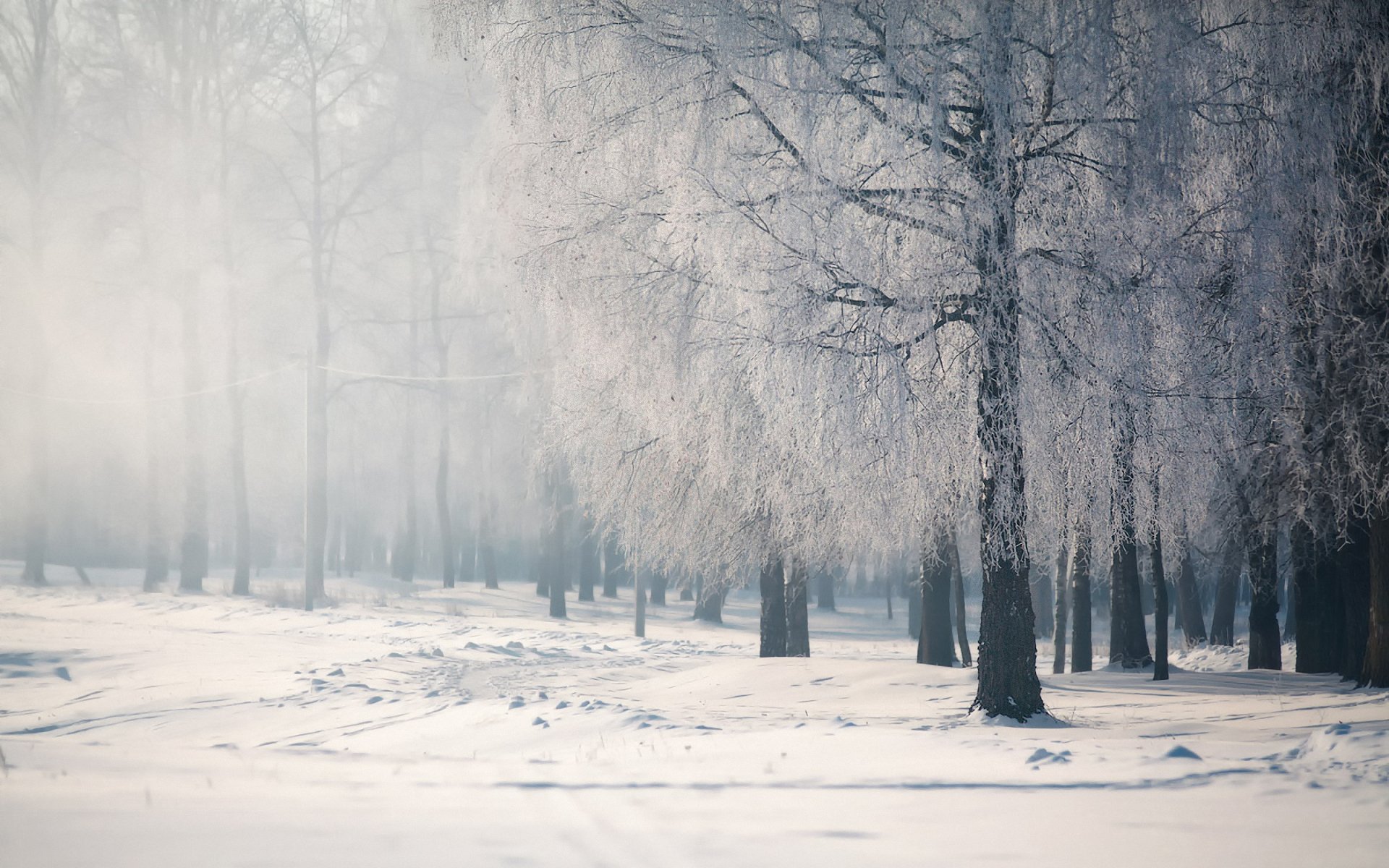 invierno nieve árboles tranquilidad