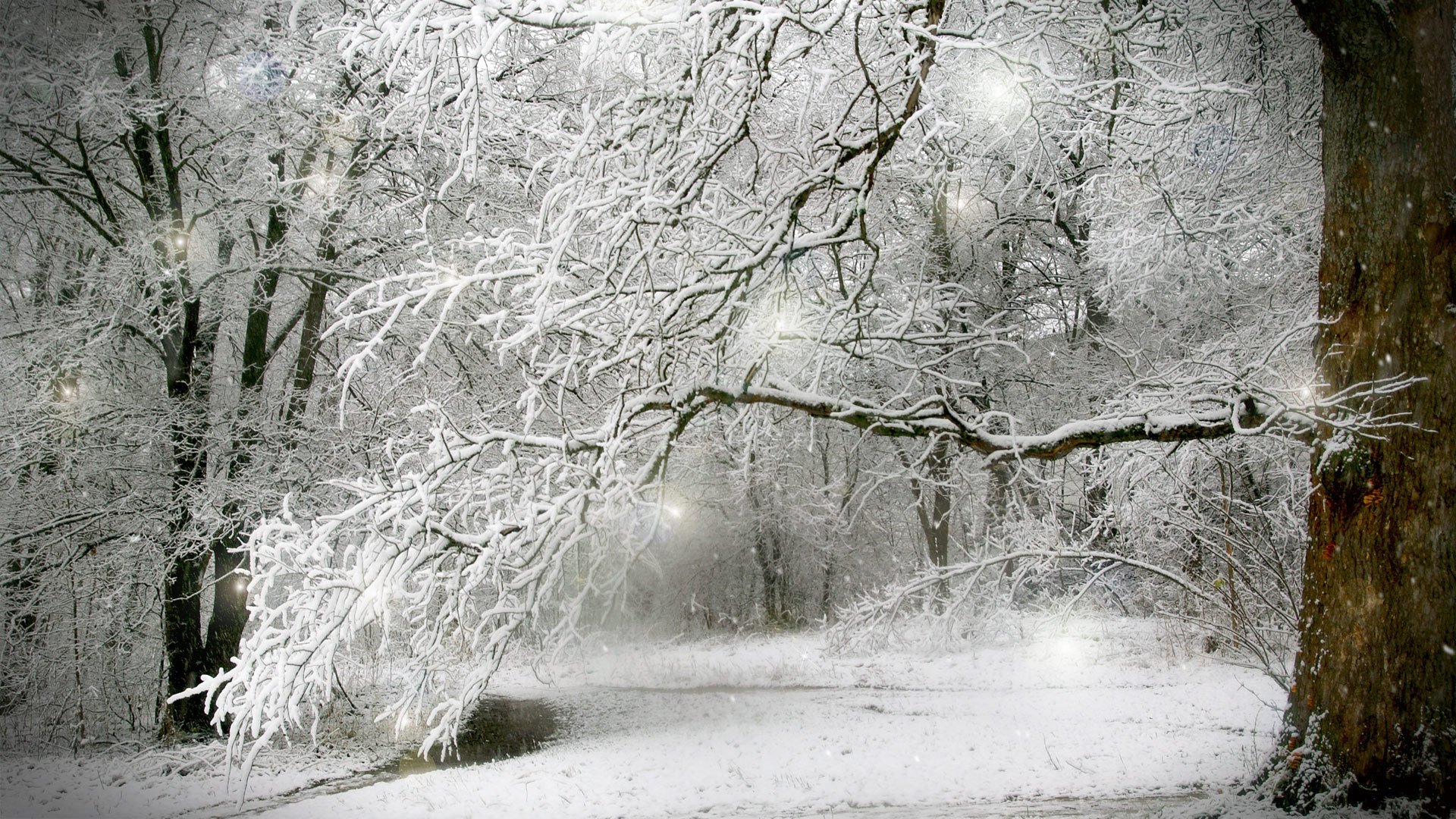 hiver neige forêt arbres